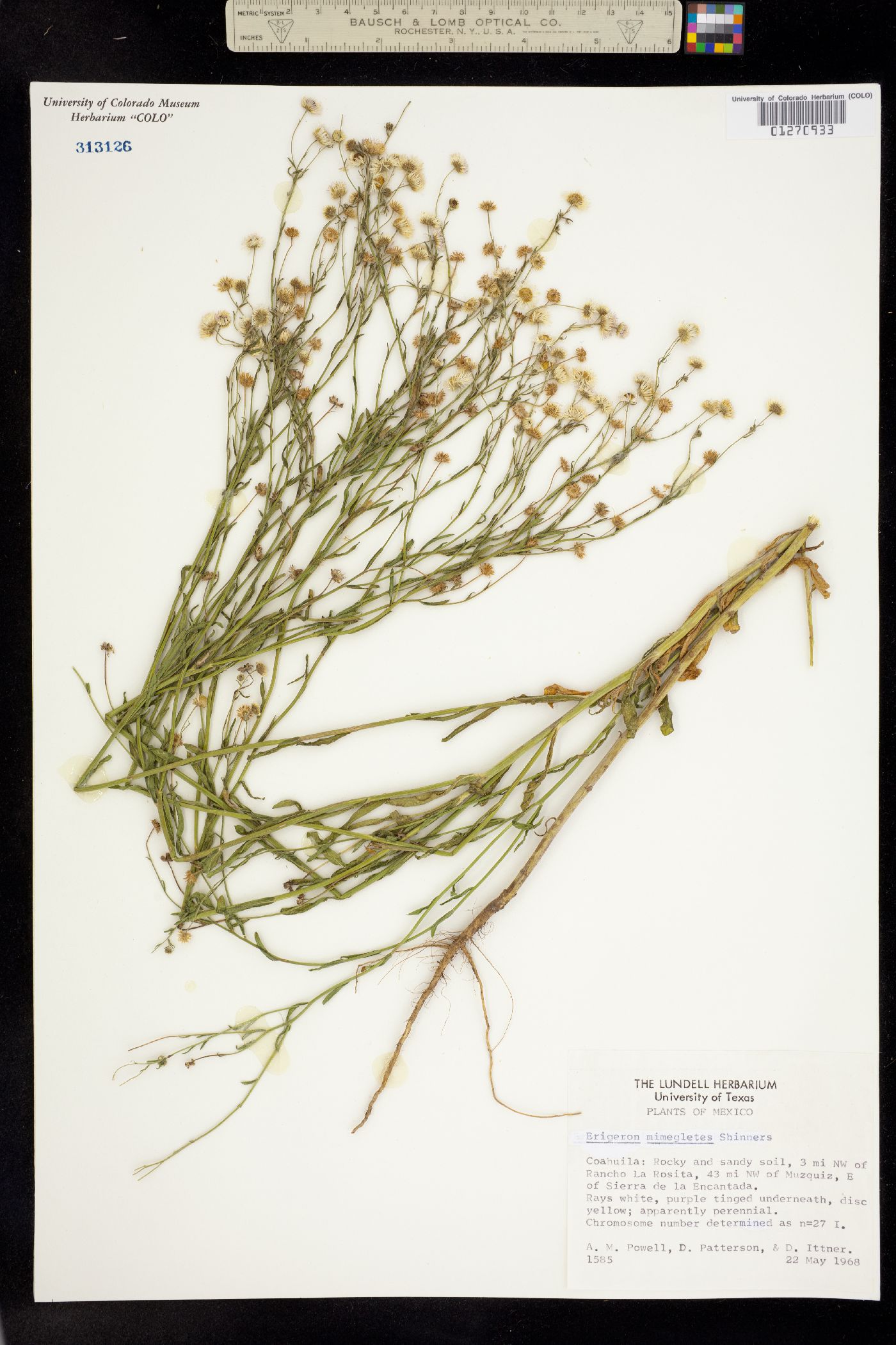 Erigeron versicolor image