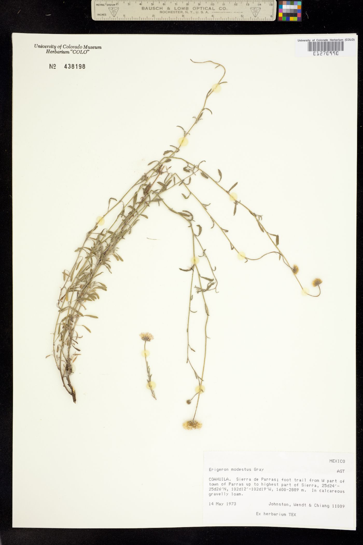 Erigeron modestus image