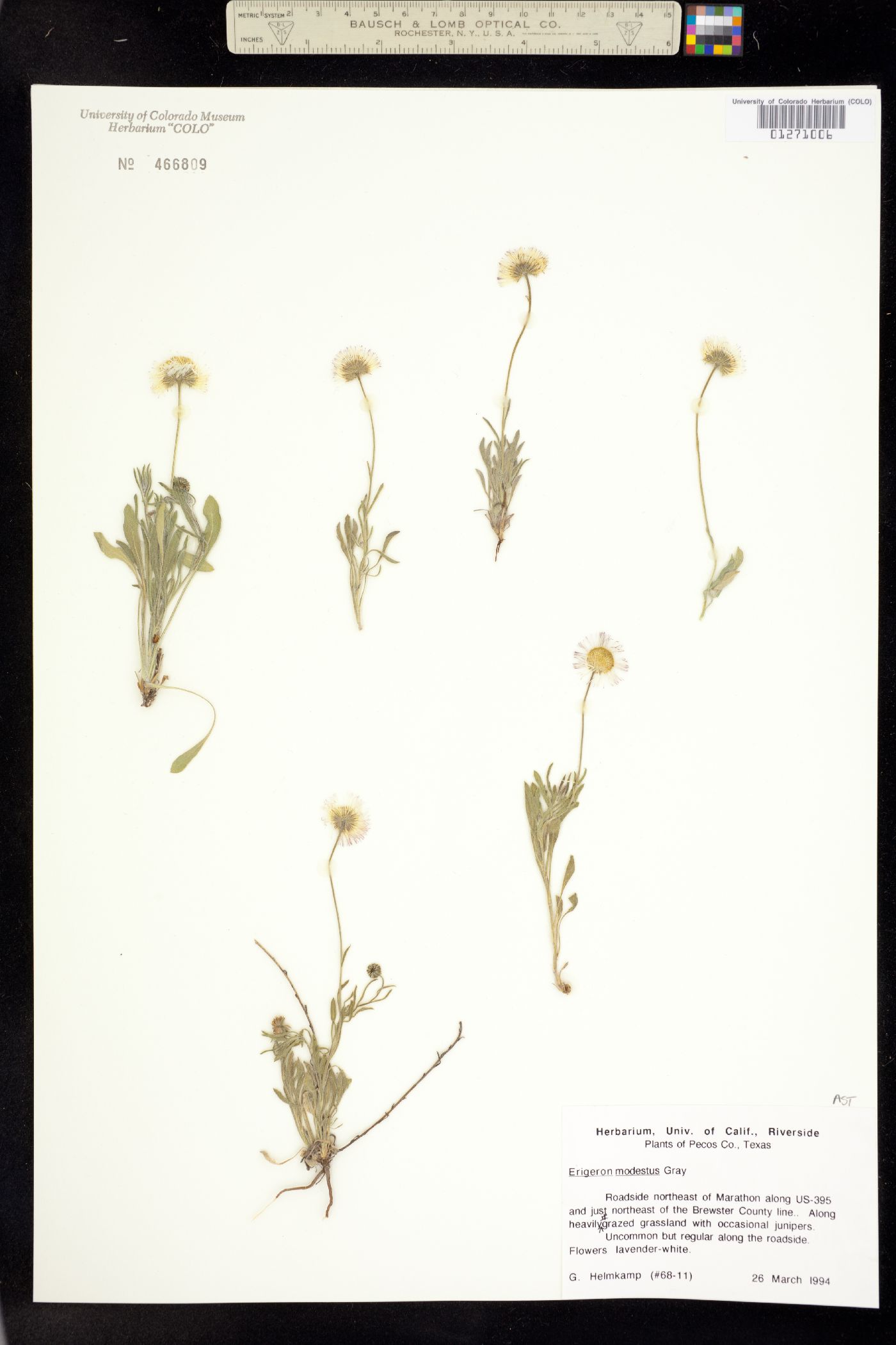 Erigeron modestus image