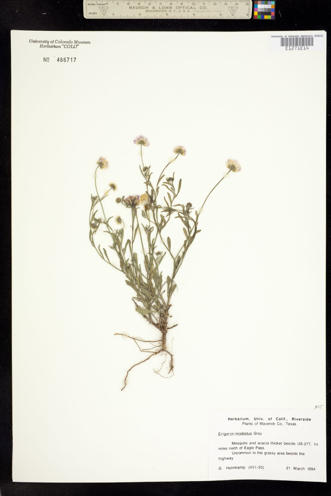 Erigeron modestus image