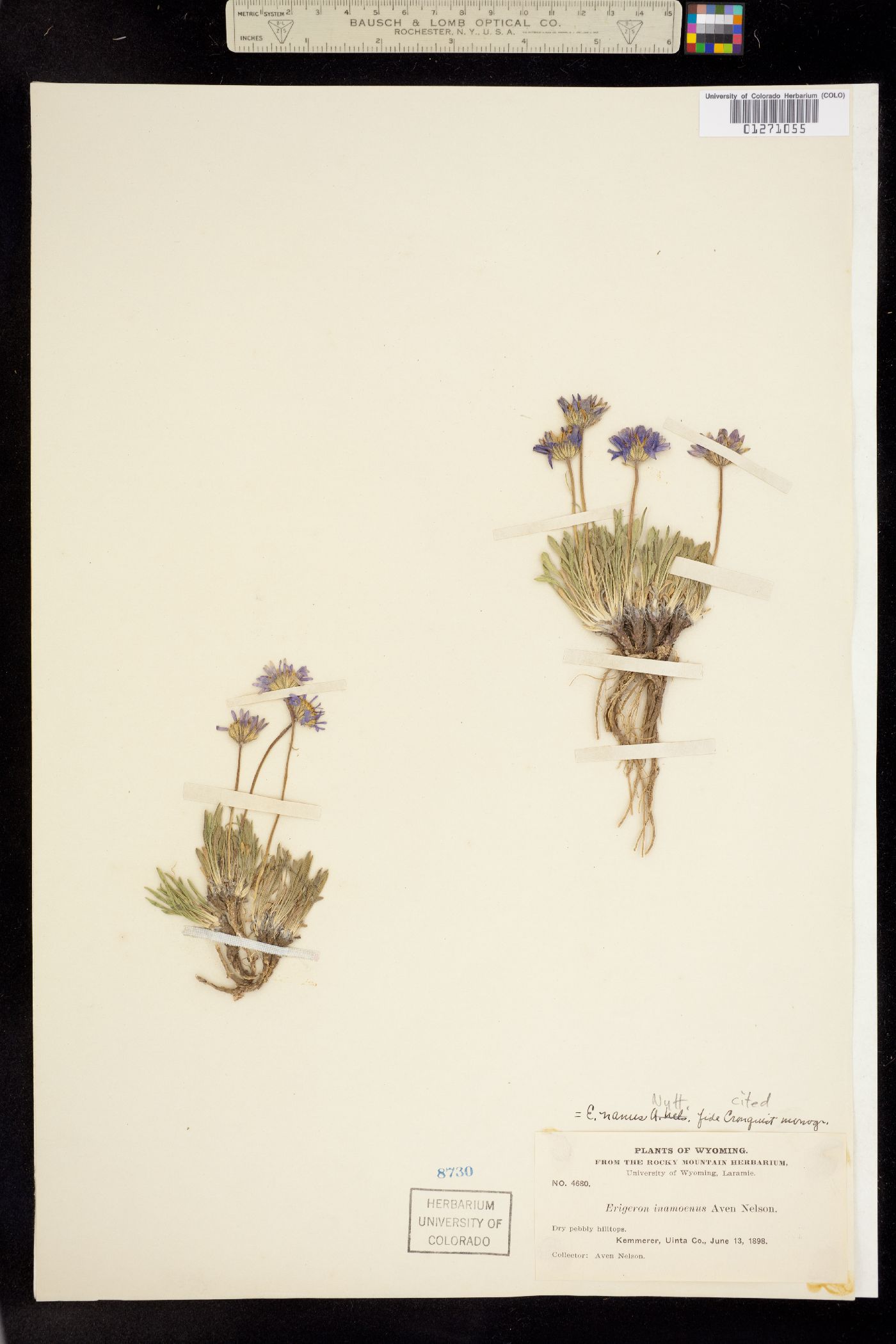 Erigeron nanus image