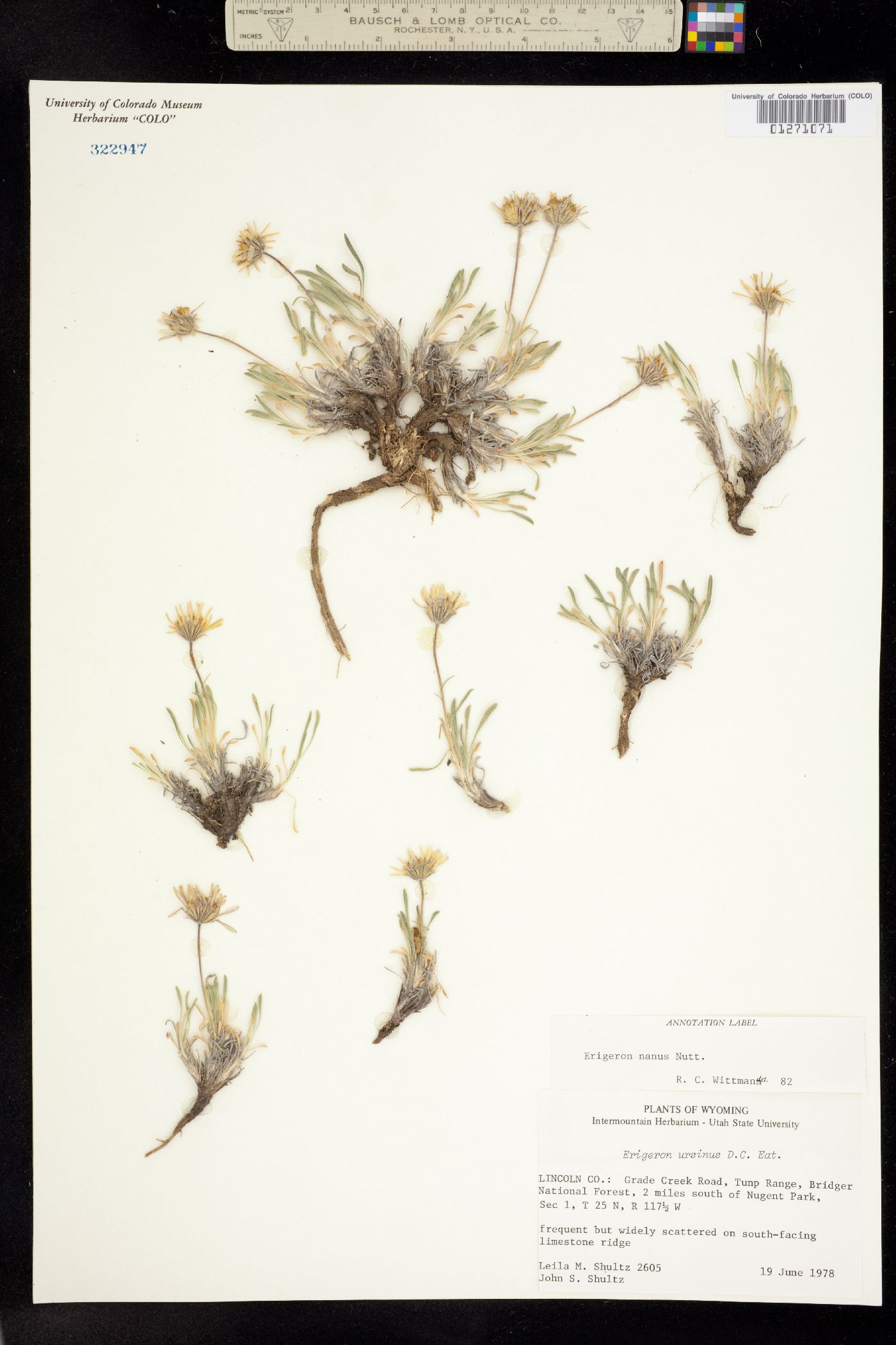 Erigeron nanus image