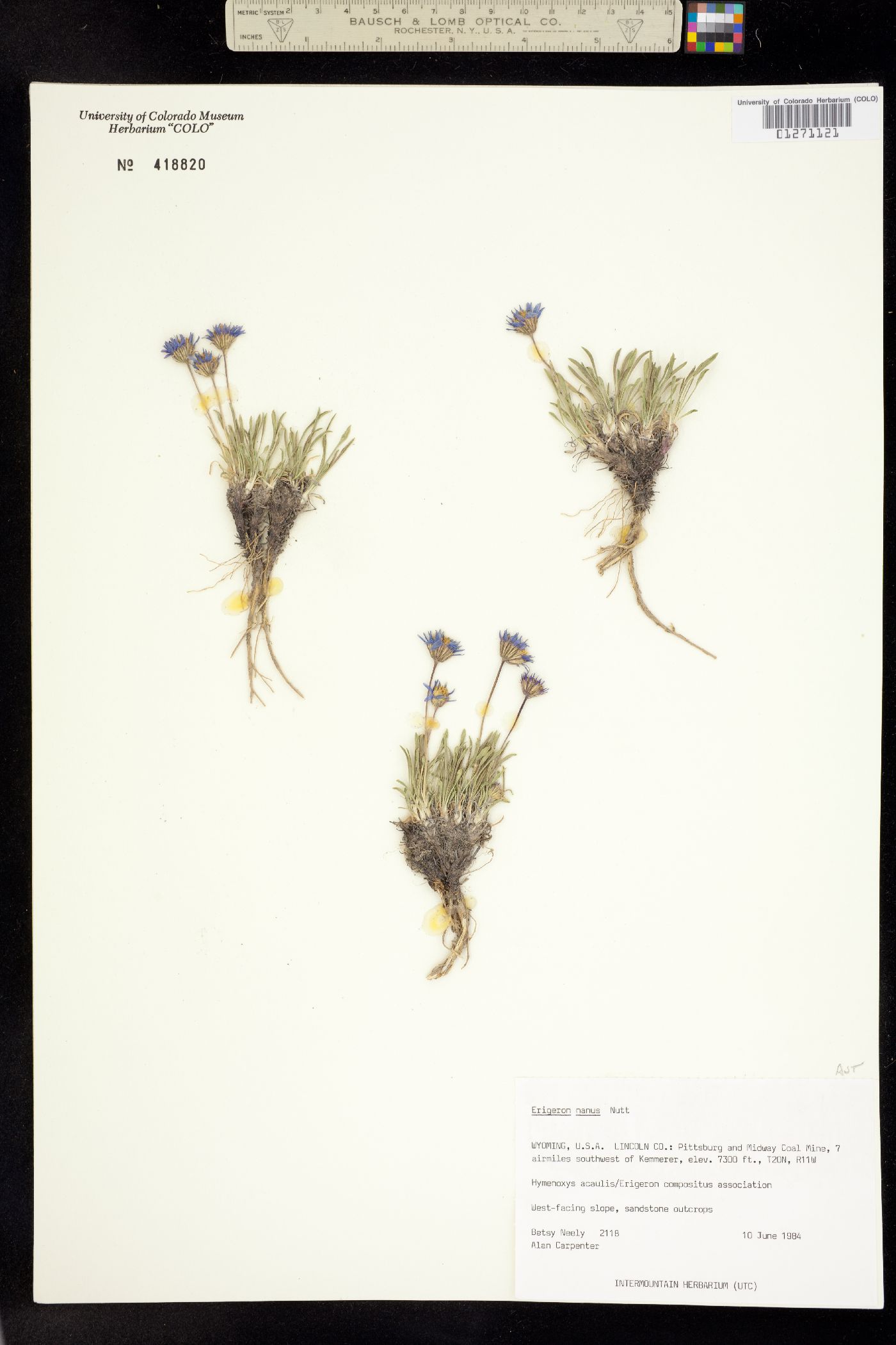 Erigeron nanus image