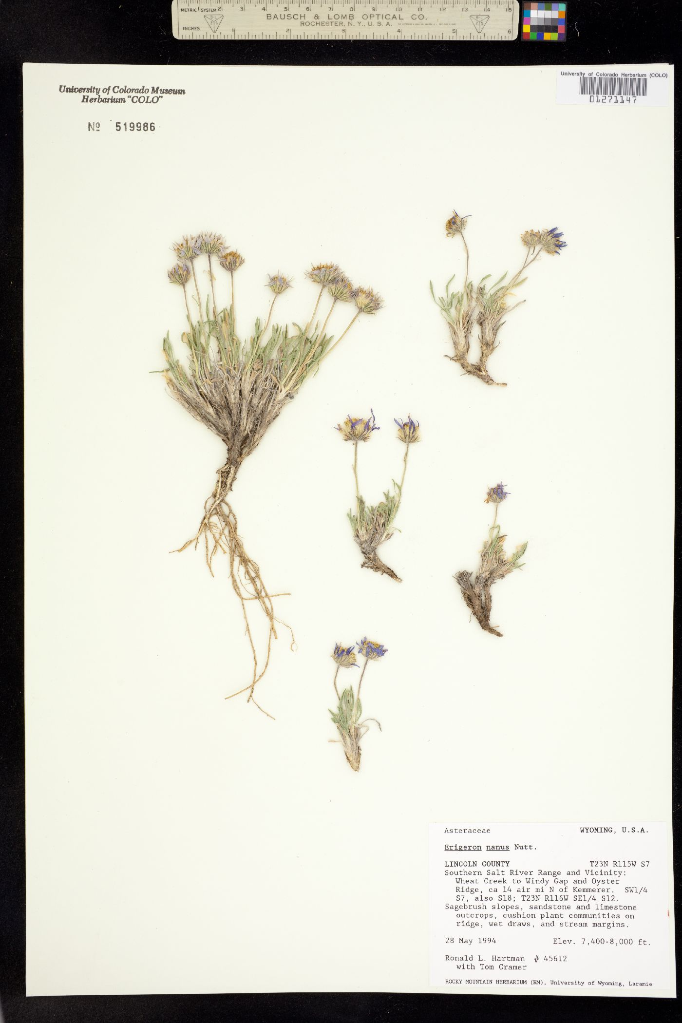 Erigeron nanus image