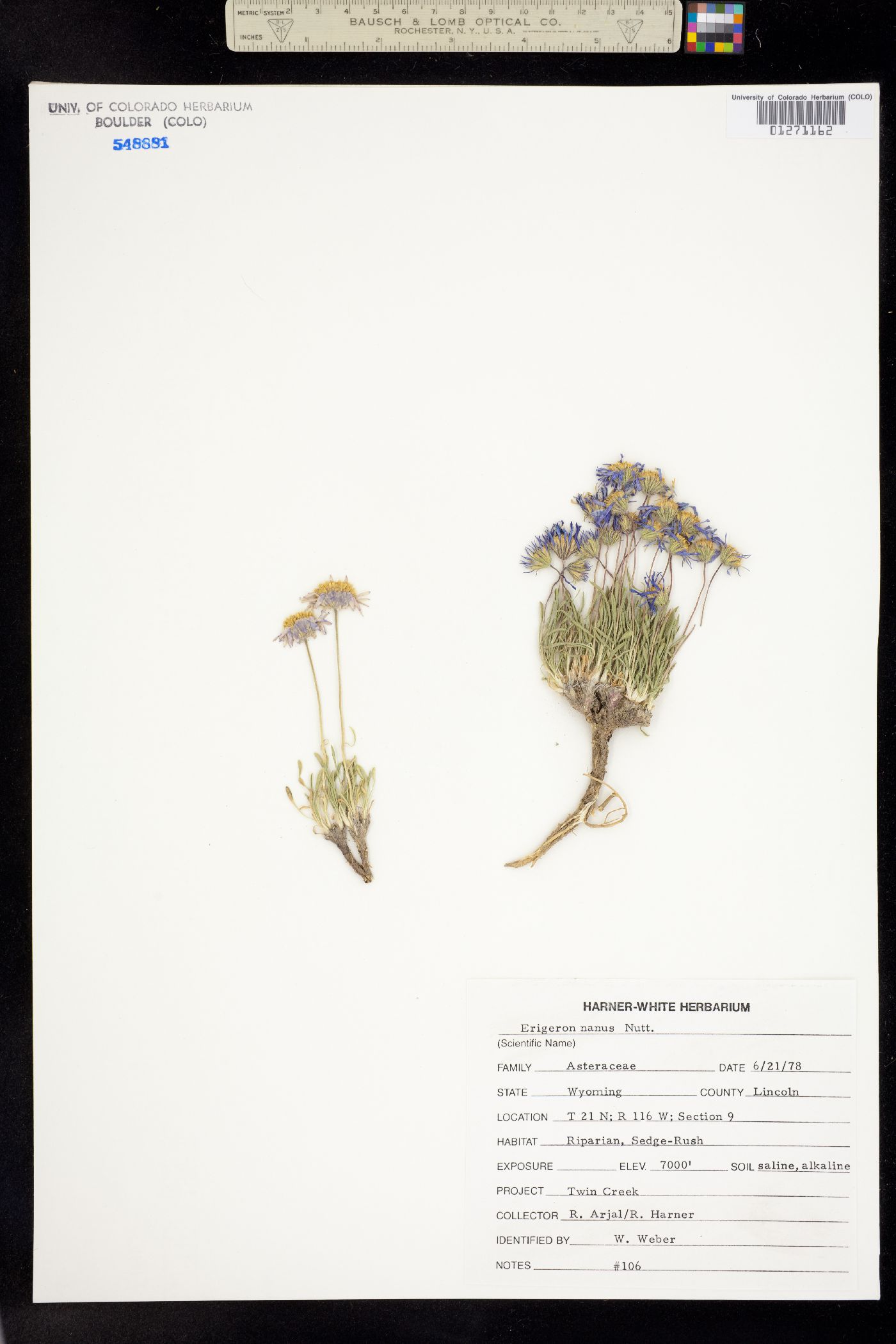 Erigeron nanus image