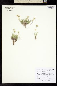 Erigeron nematophyllus image