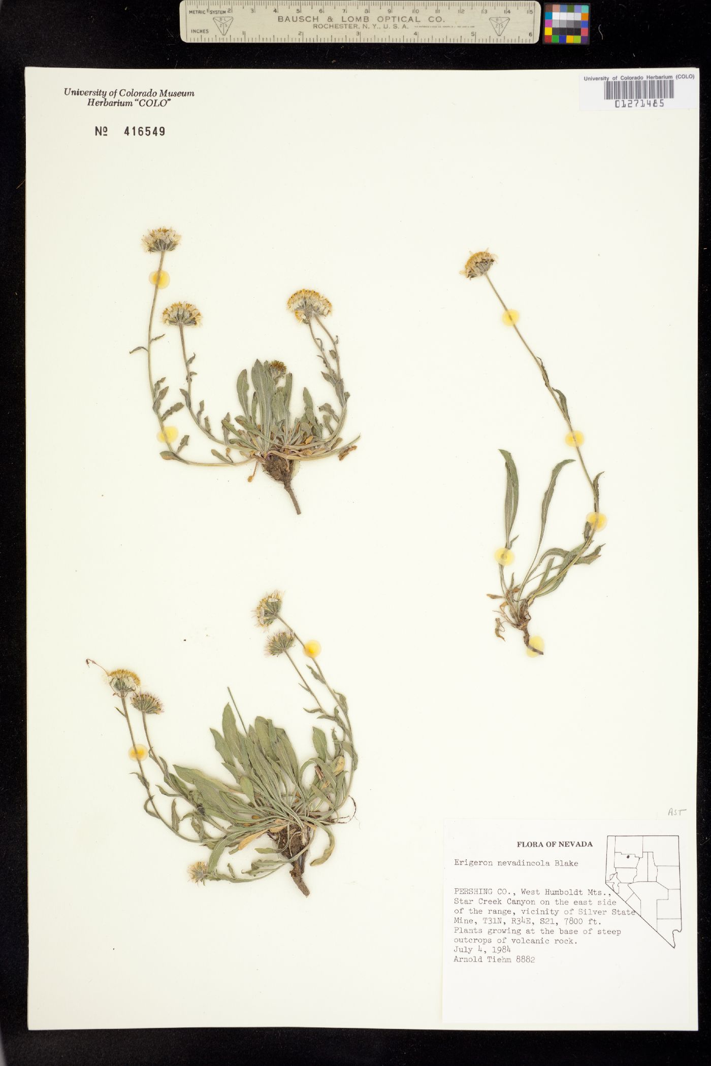 Erigeron eatonii var. nevadincola image