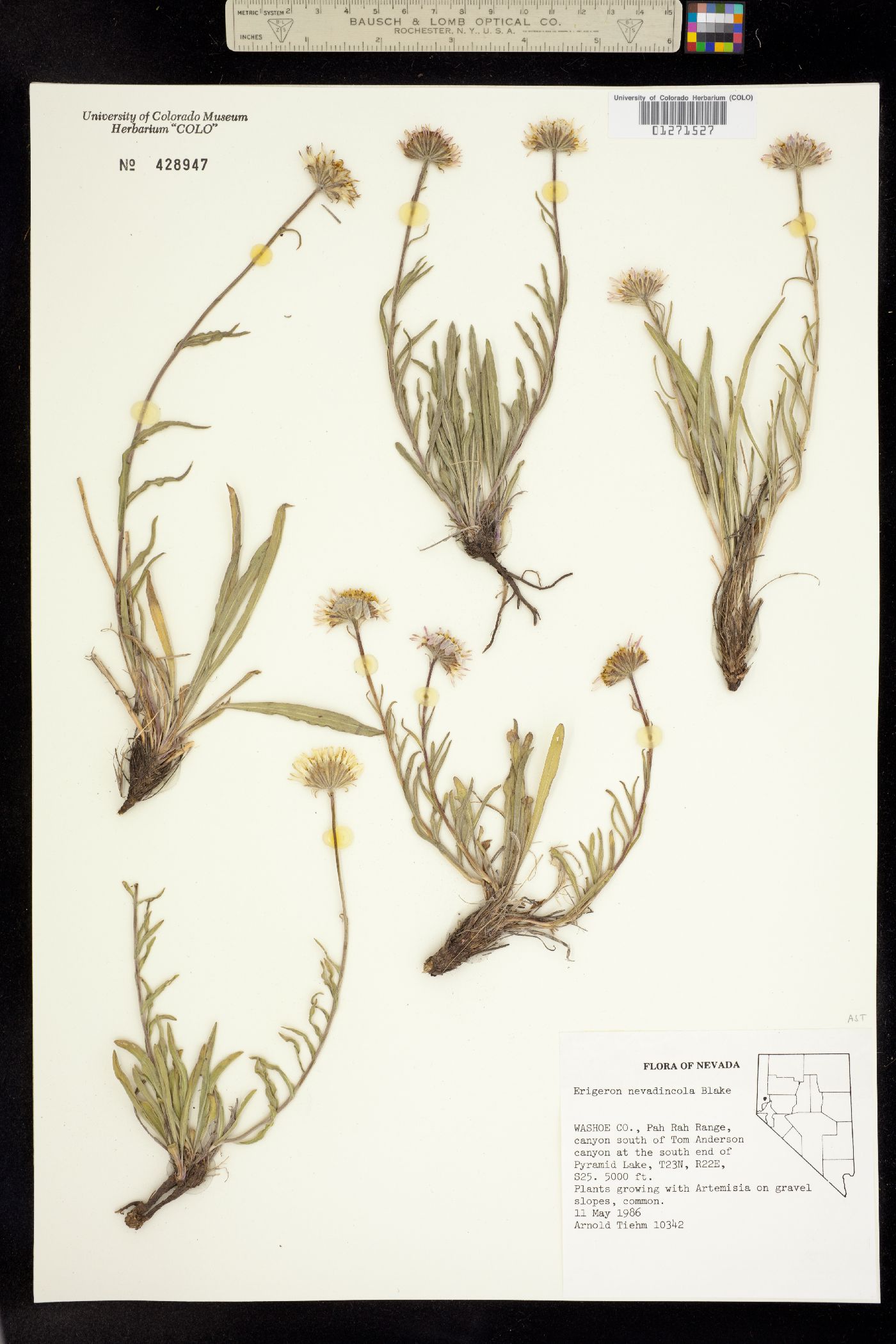 Erigeron eatonii var. nevadincola image