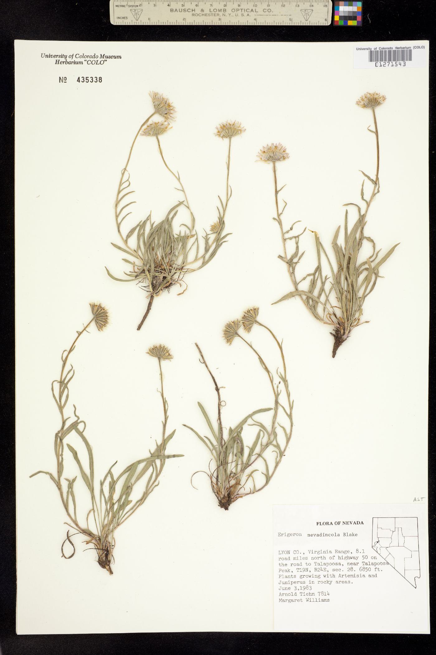 Erigeron eatonii image