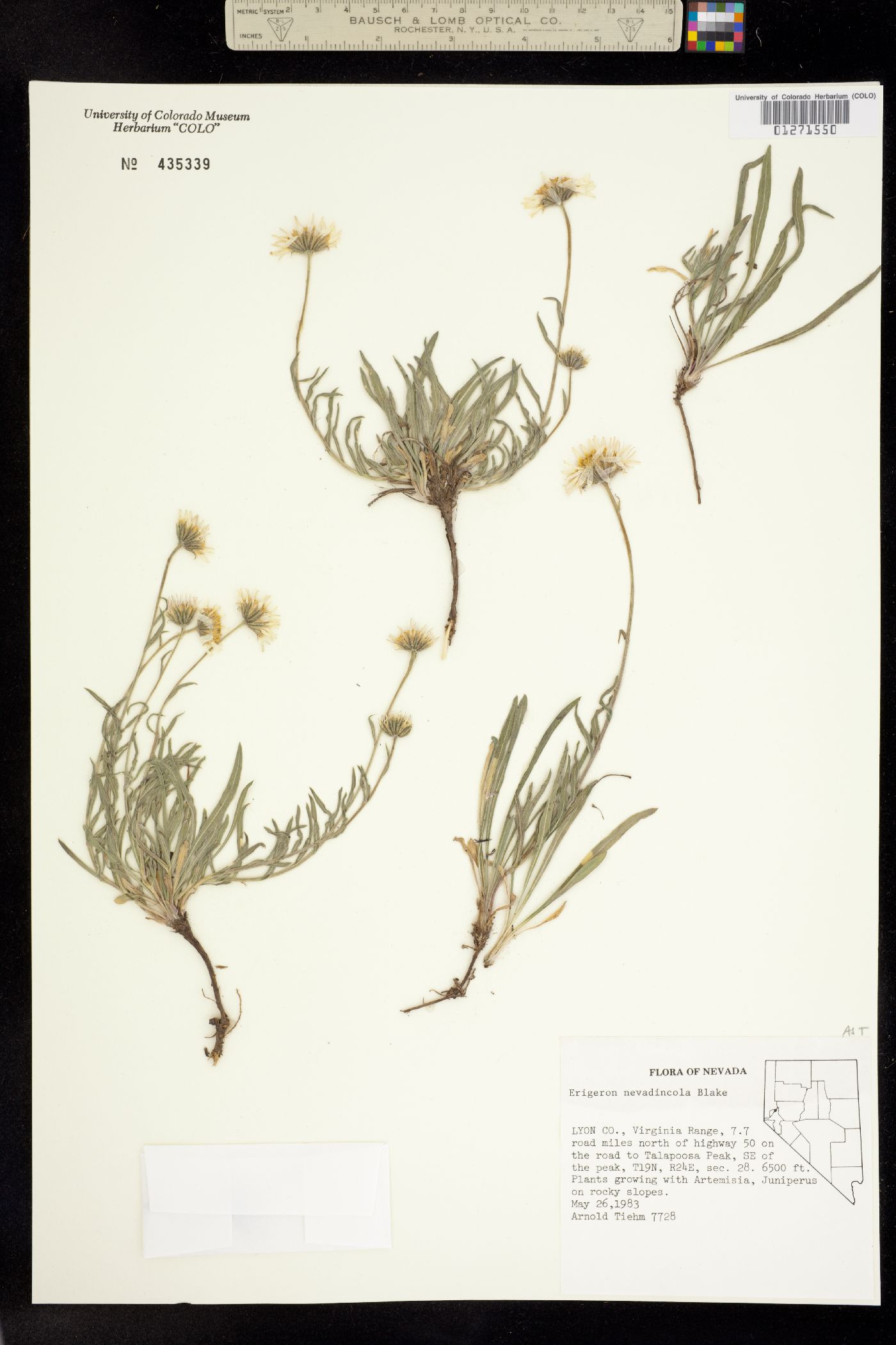 Erigeron eatonii var. nevadincola image