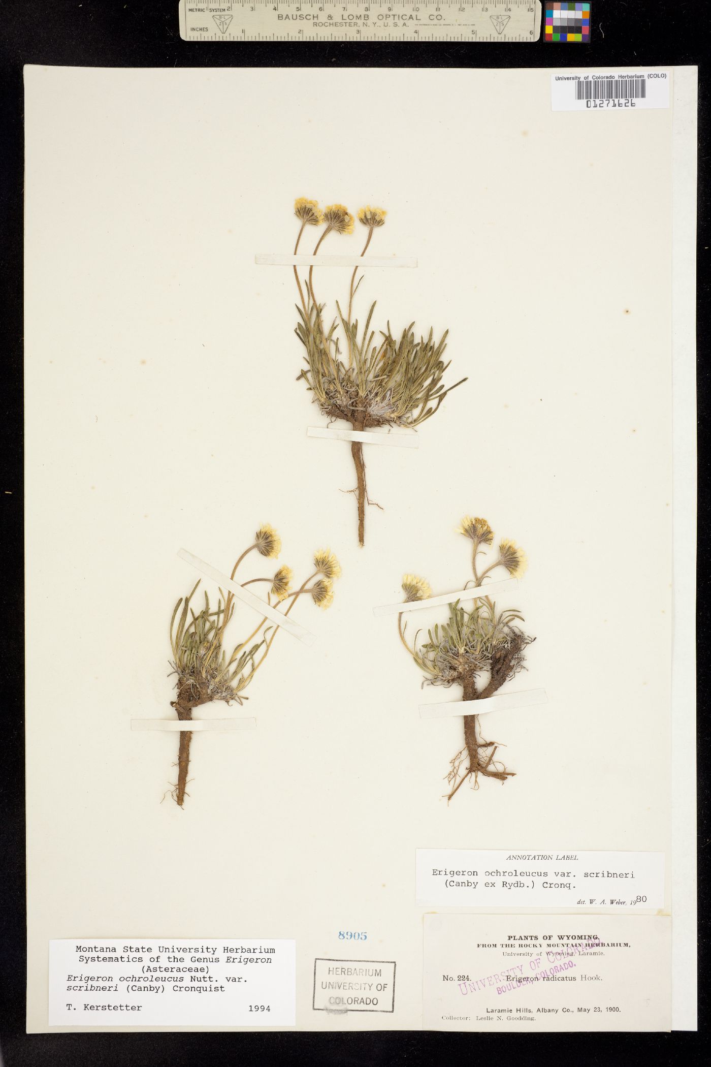 Erigeron ochroleucus var. ochroleucus image