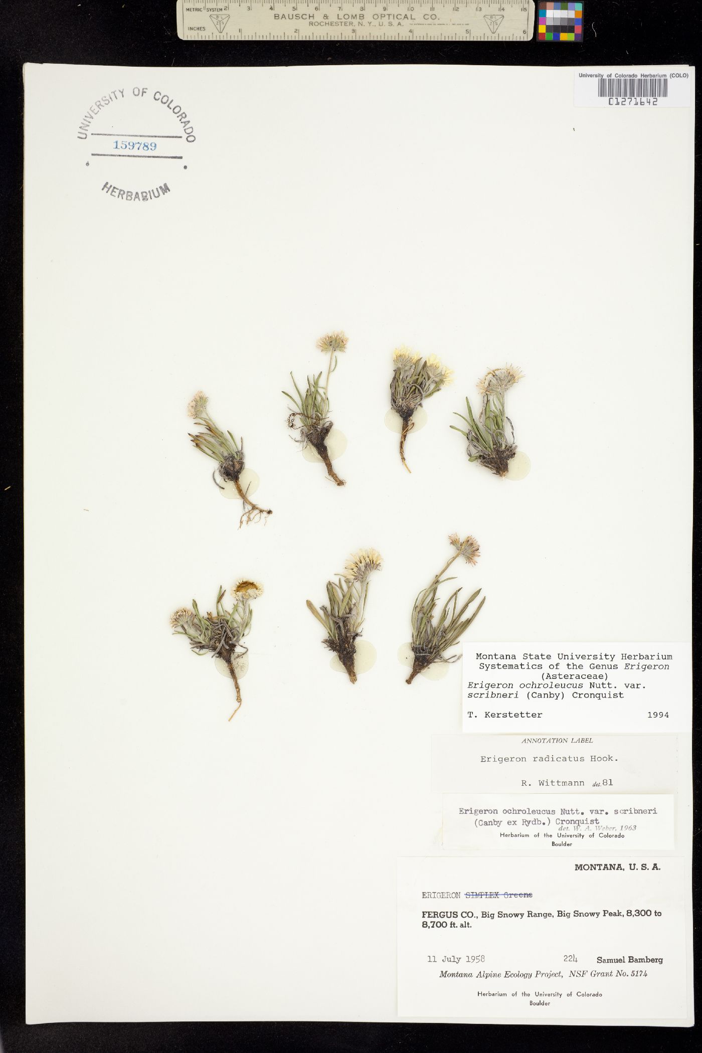 Erigeron ochroleucus image