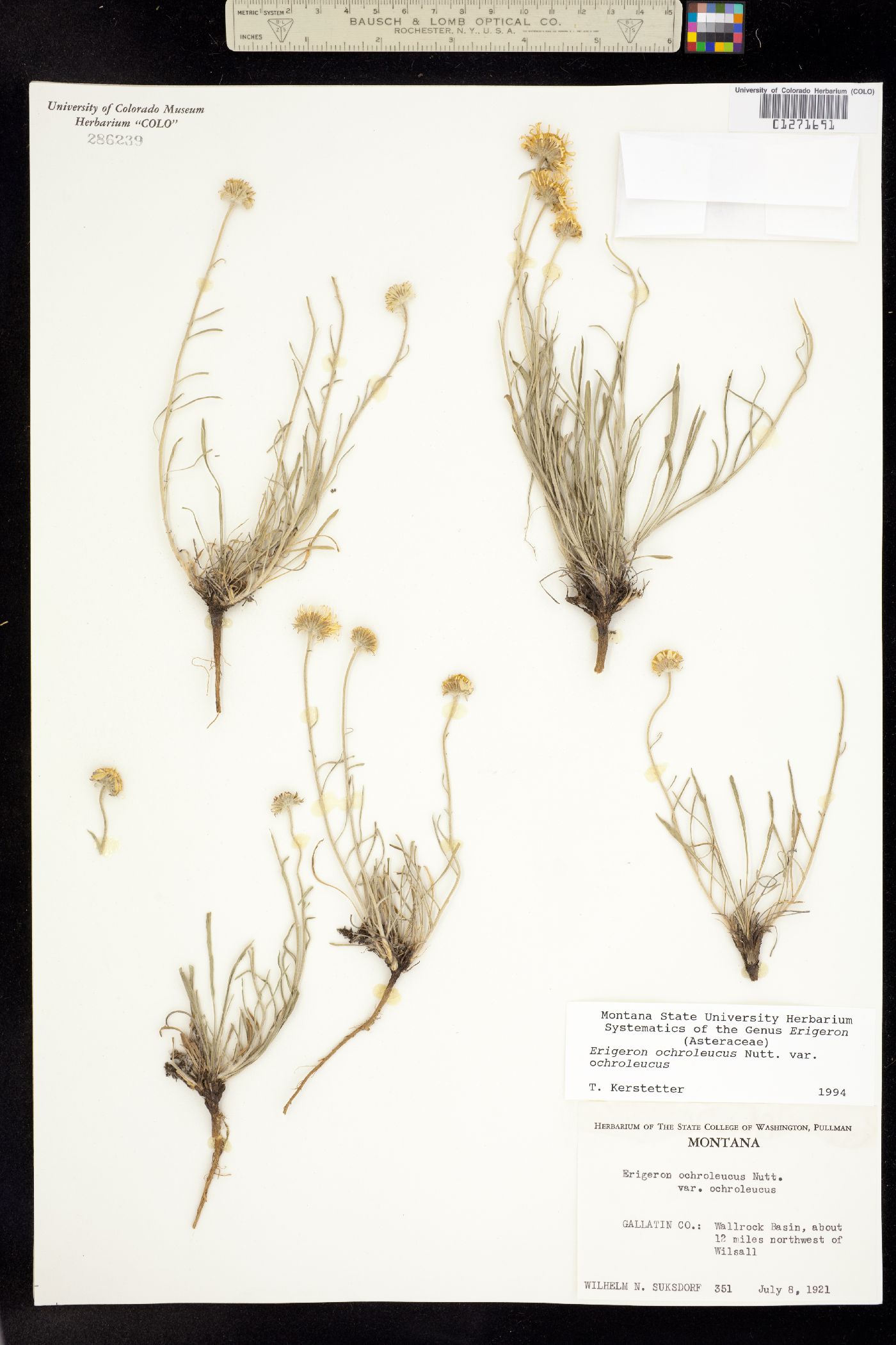 Erigeron ochroleucus image