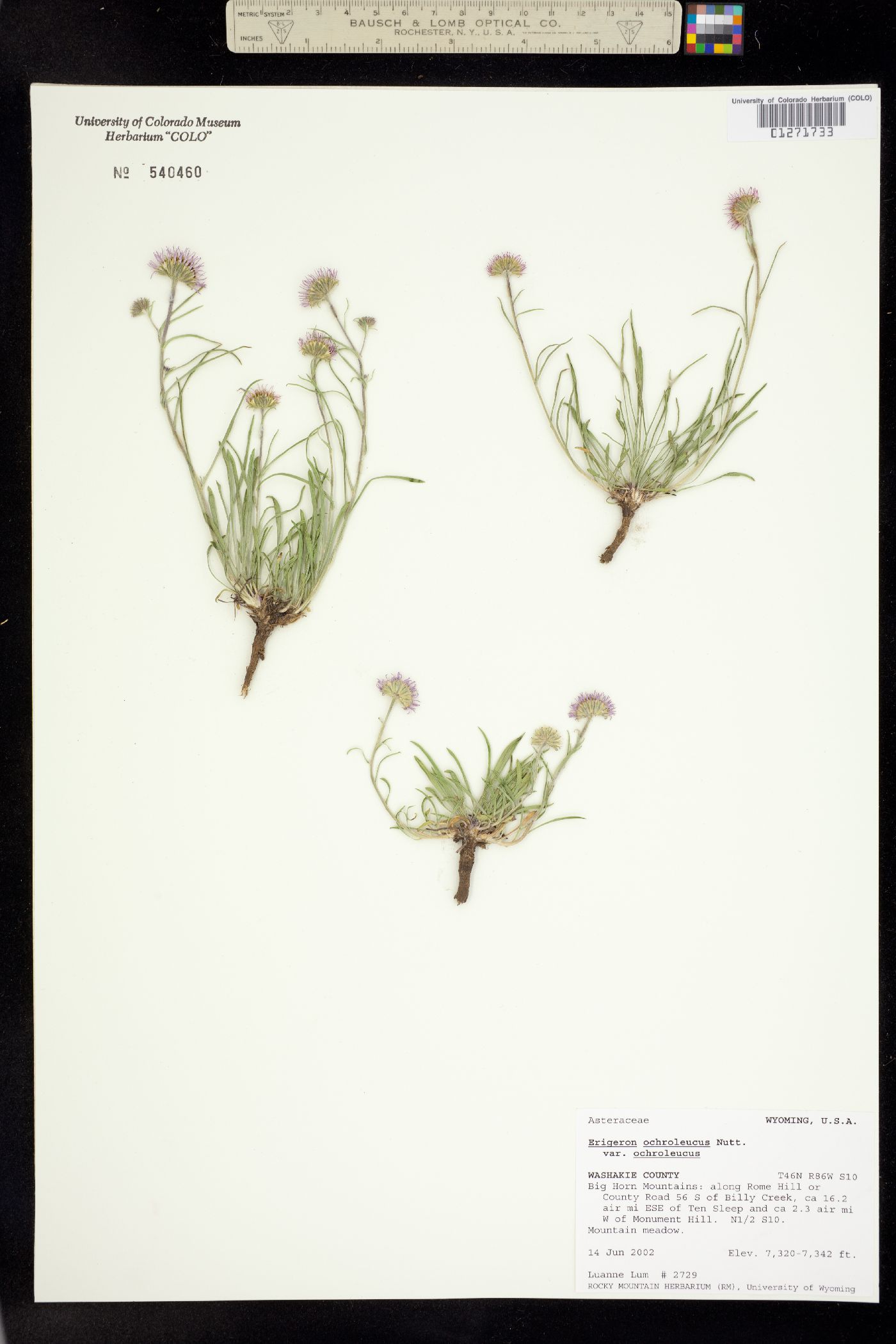 Erigeron ochroleucus var. ochroleucus image
