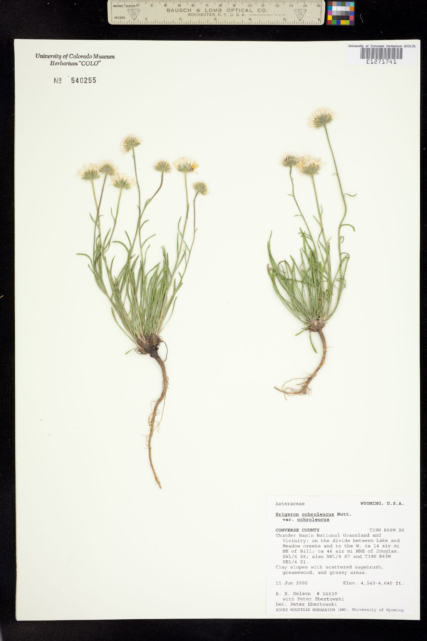 Erigeron ochroleucus image