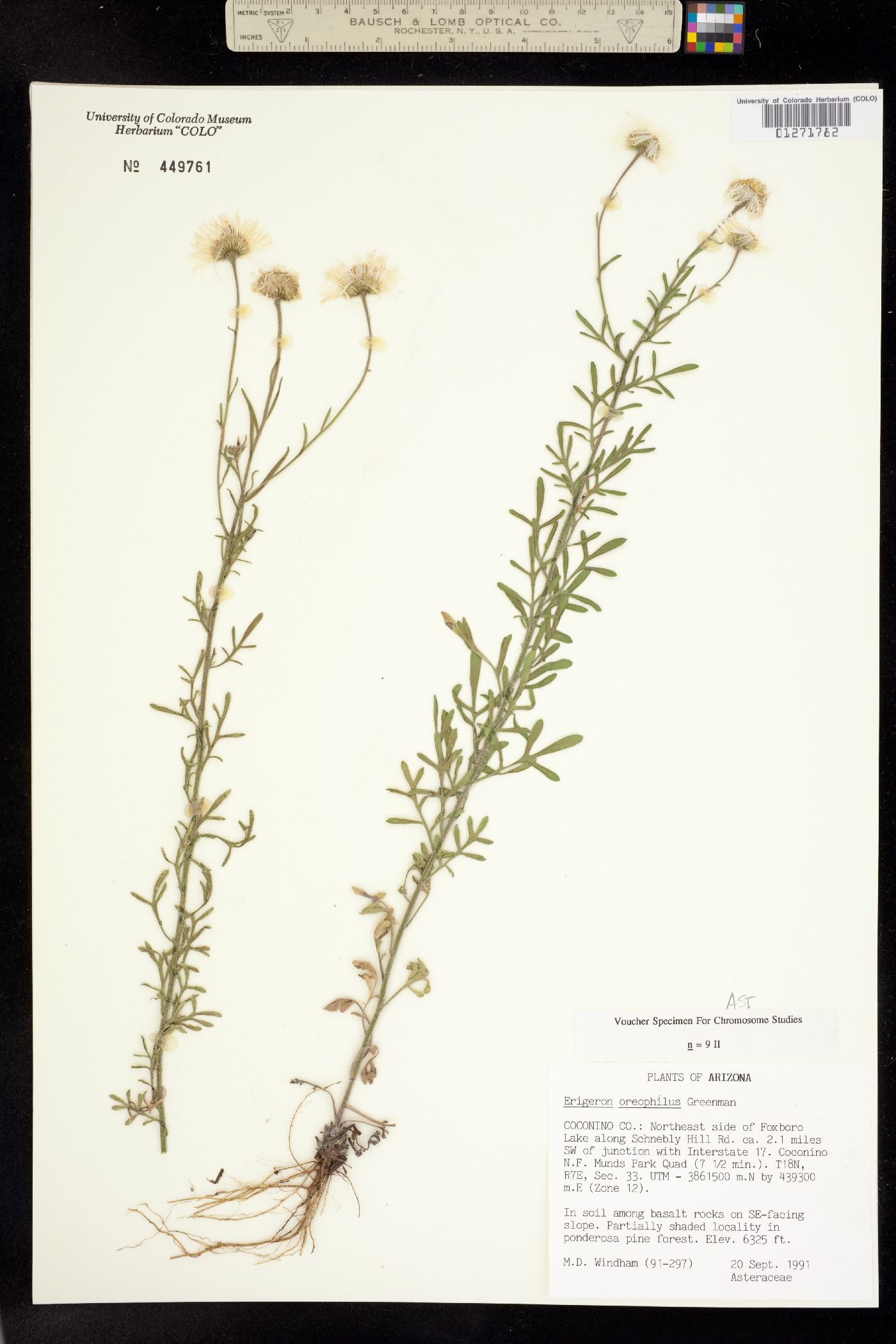 Erigeron oreophilus image