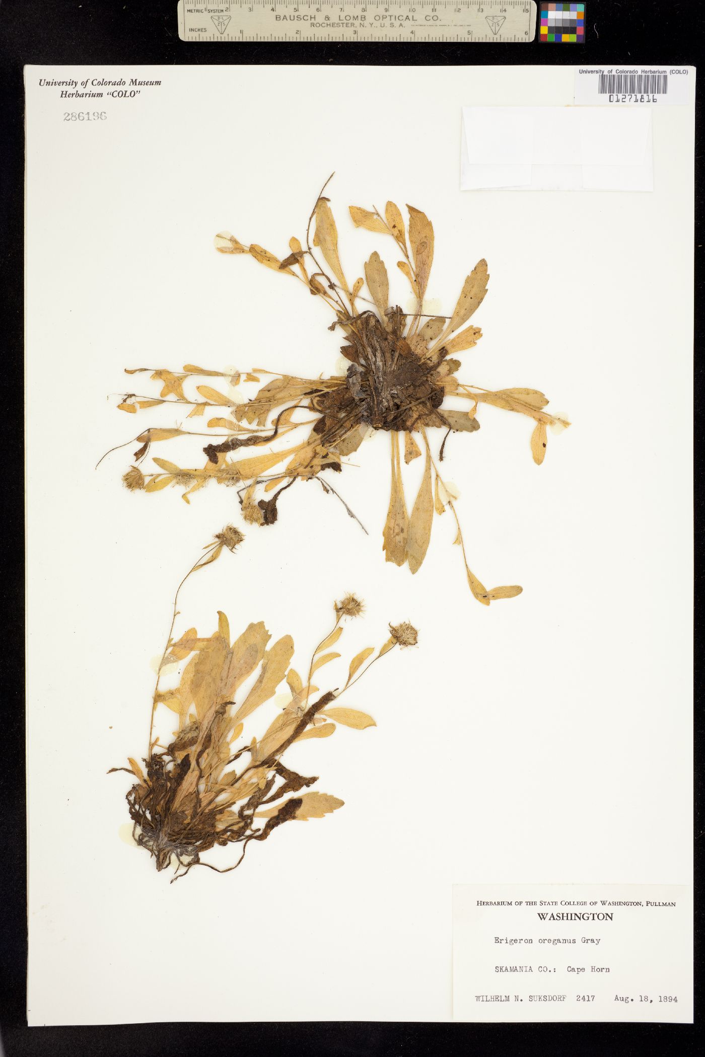 Erigeron oreganus image