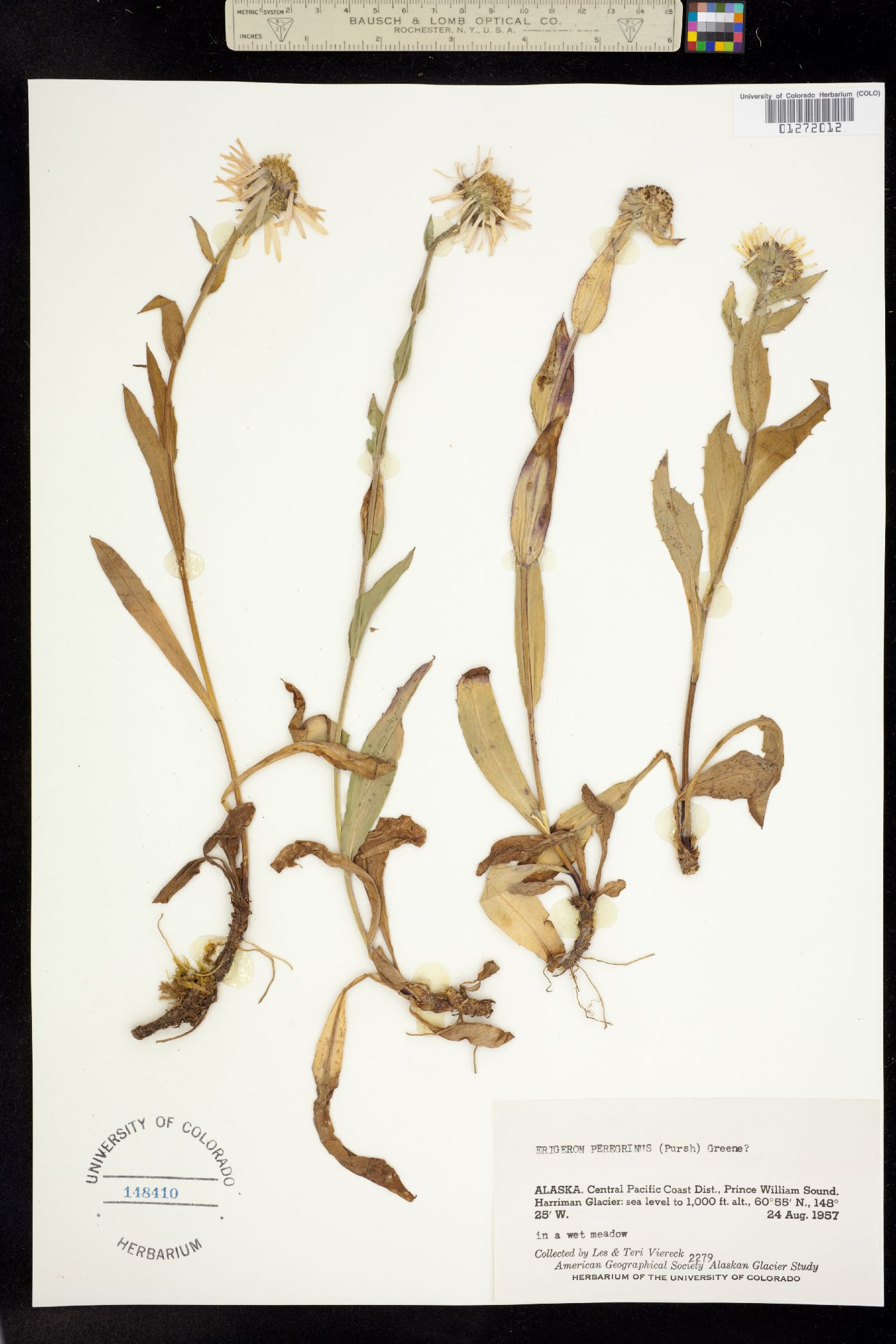 Erigeron peregrinus image