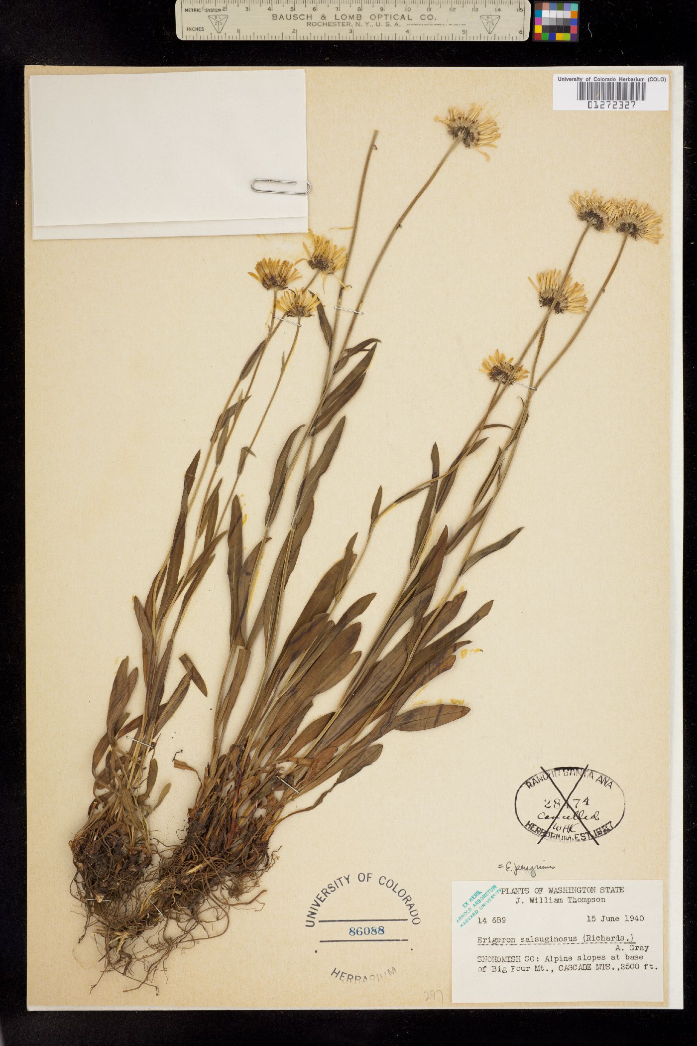 Erigeron glacialis image