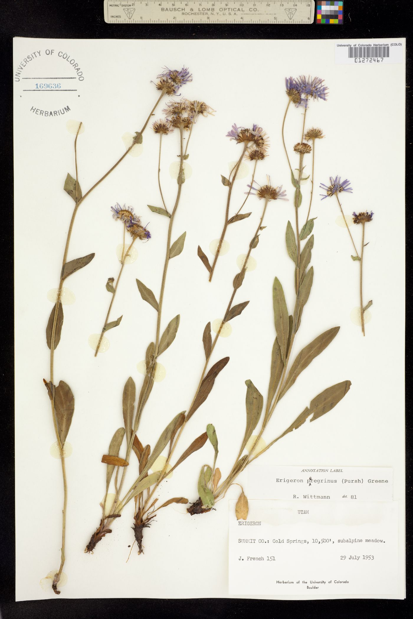 Erigeron image