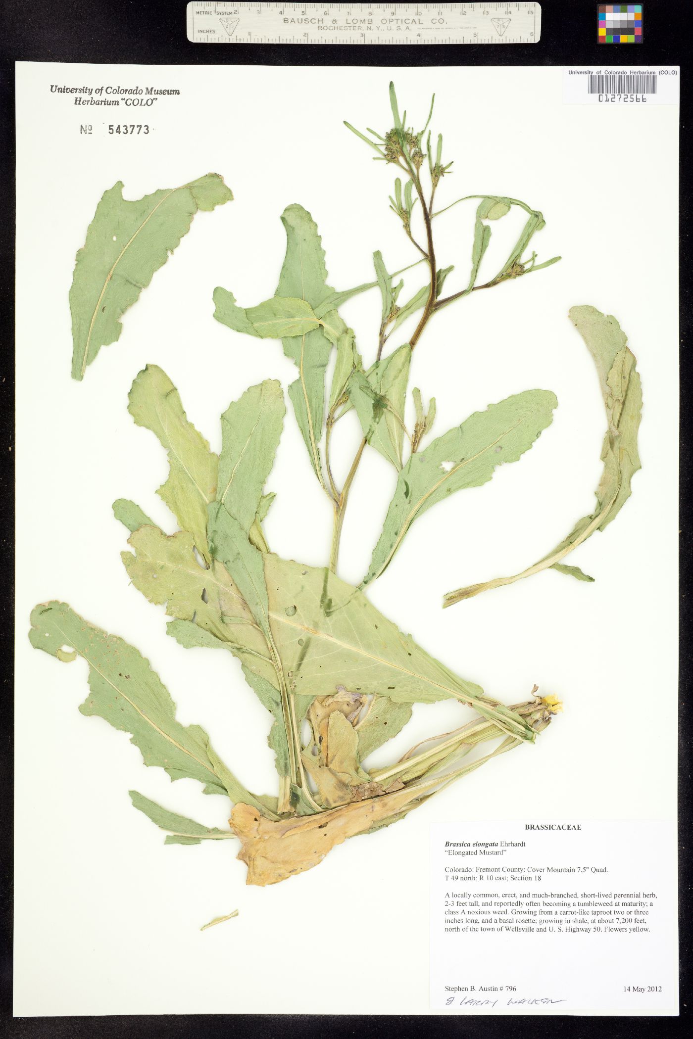 Brassica elongata var. integrifolia image
