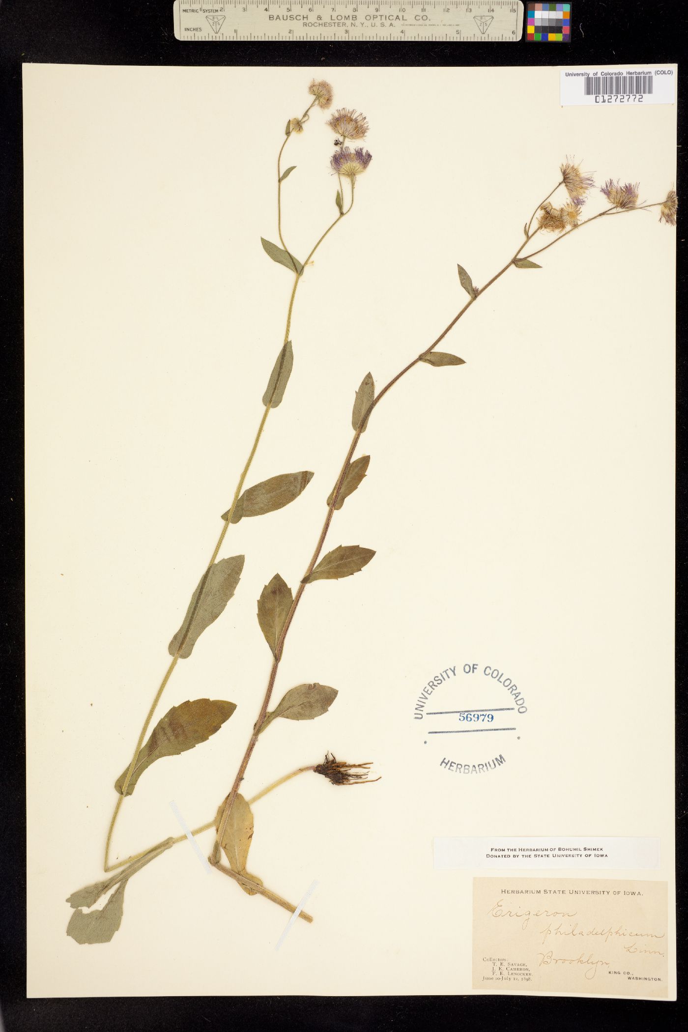 Erigeron philadelphicus image