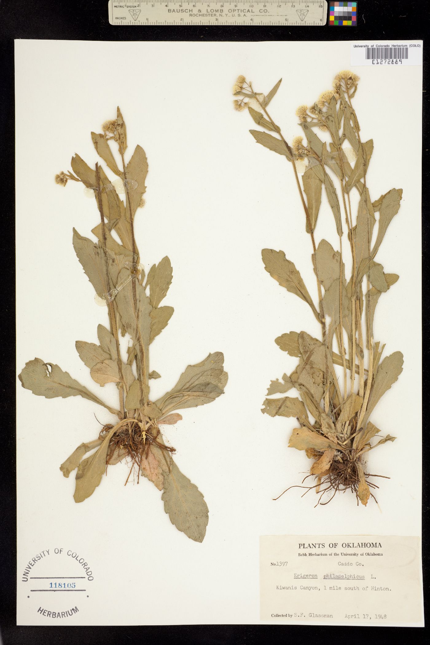 Erigeron philadelphicus image