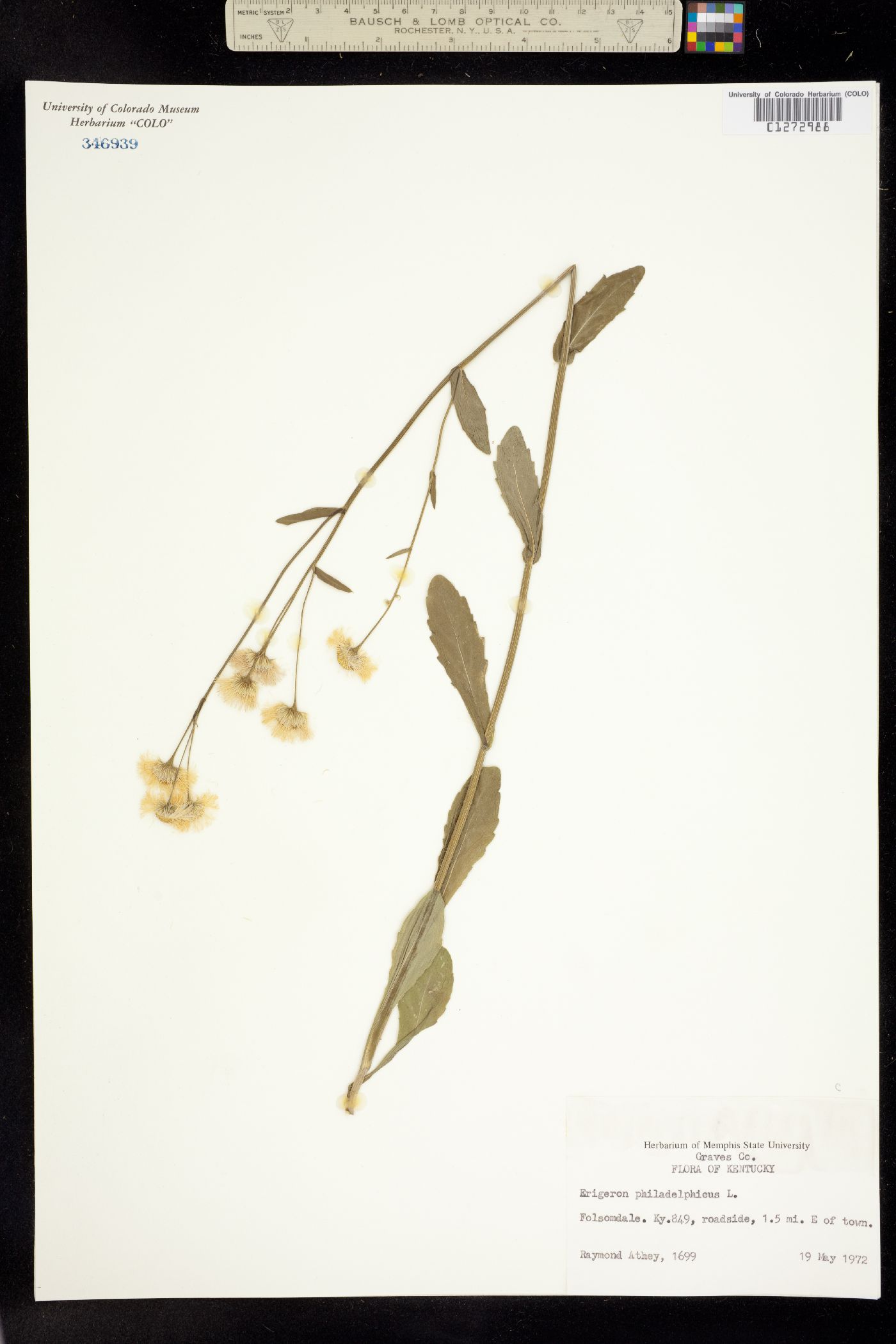 Erigeron philadelphicus image