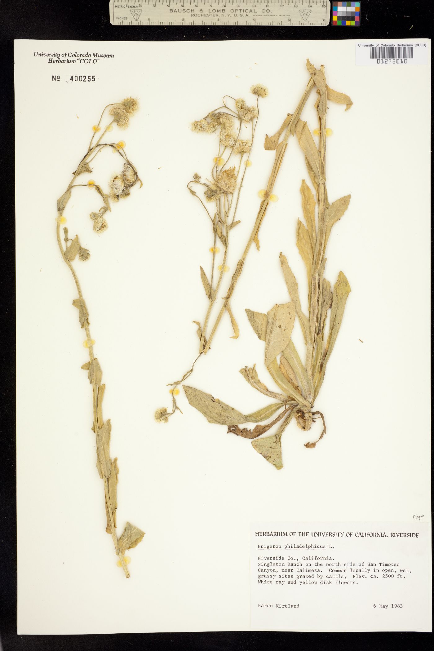 Erigeron philadelphicus image