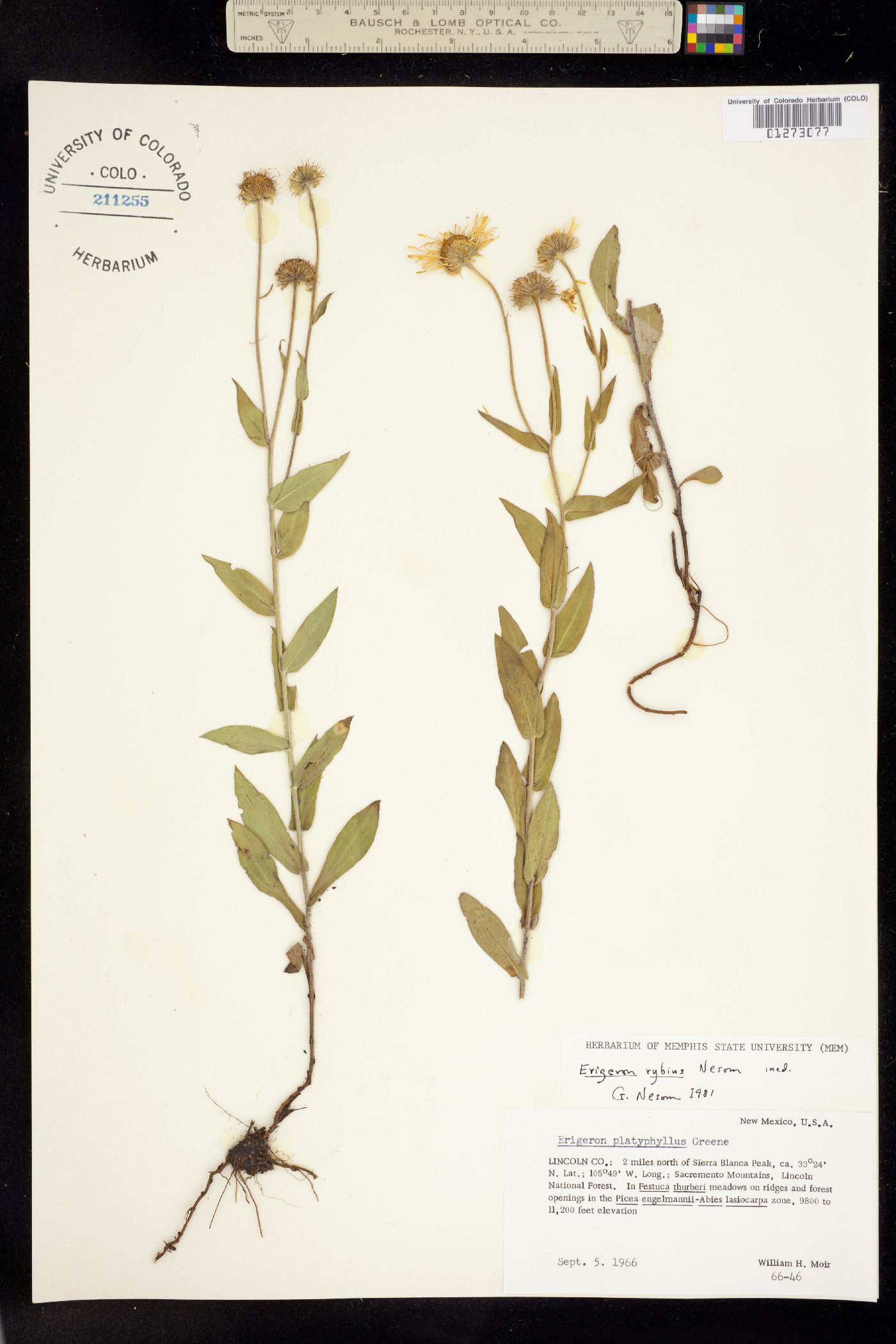 Erigeron rybius image