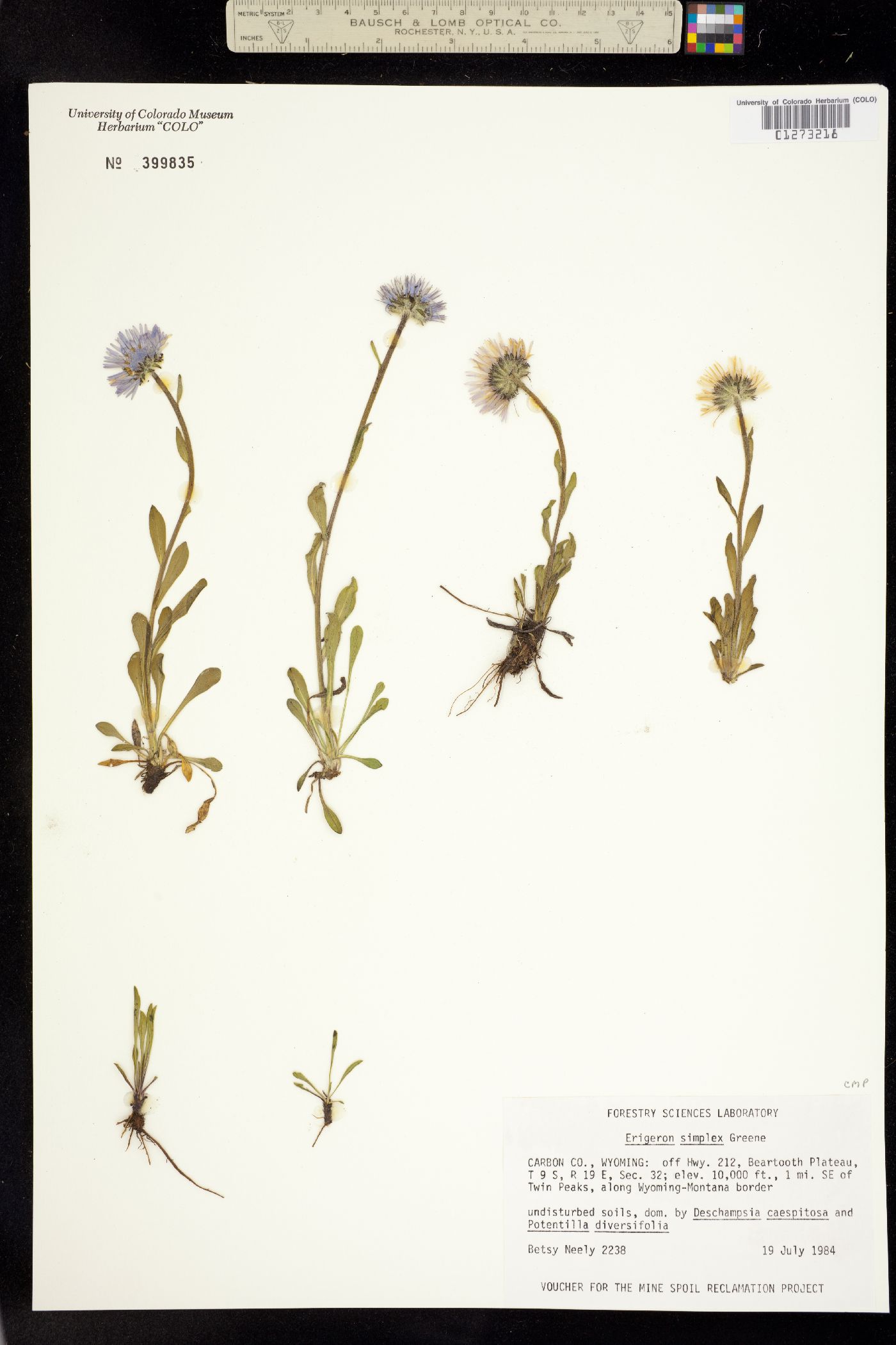 Erigeron grandiflorus image