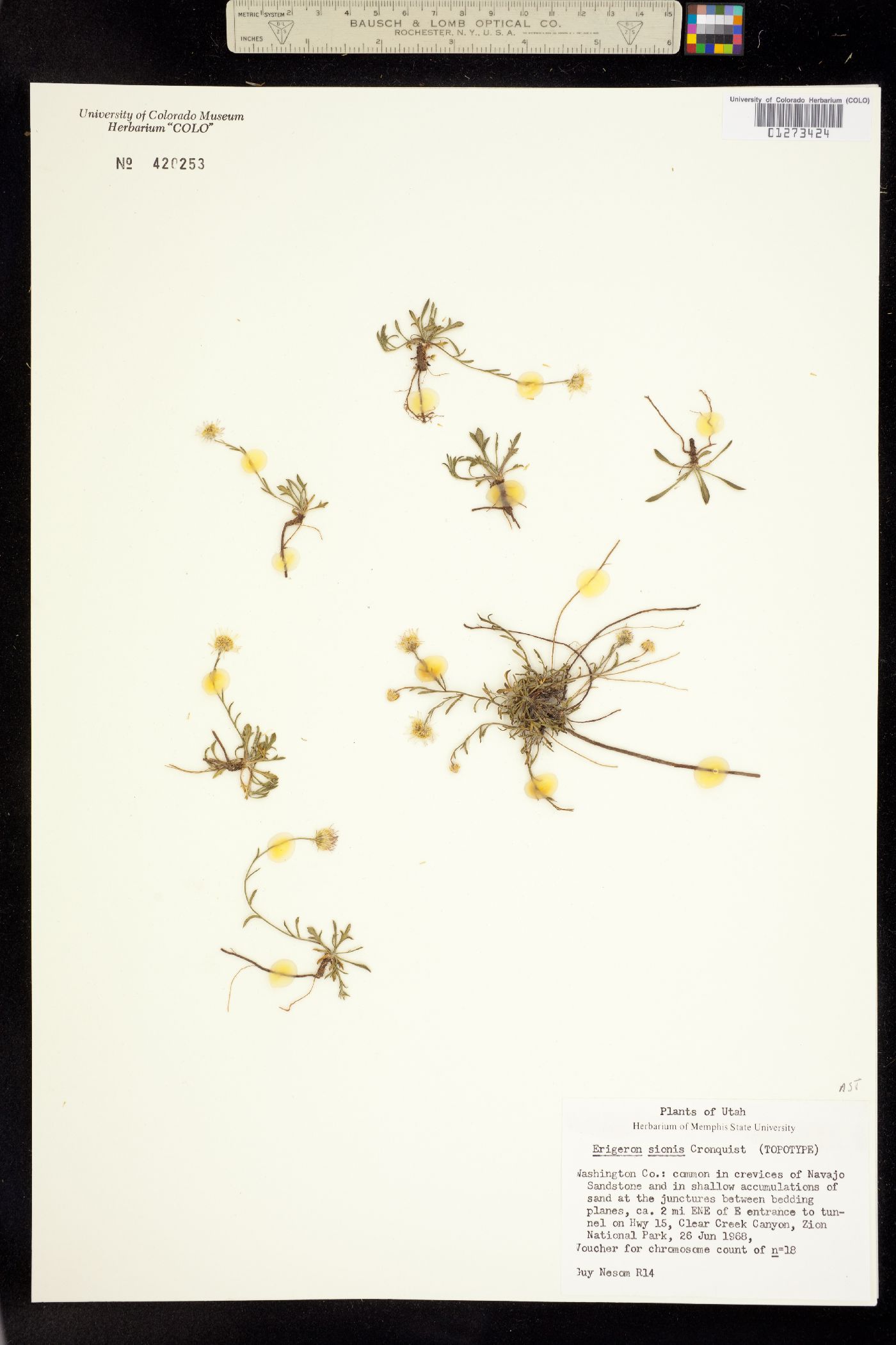 Erigeron sionis image