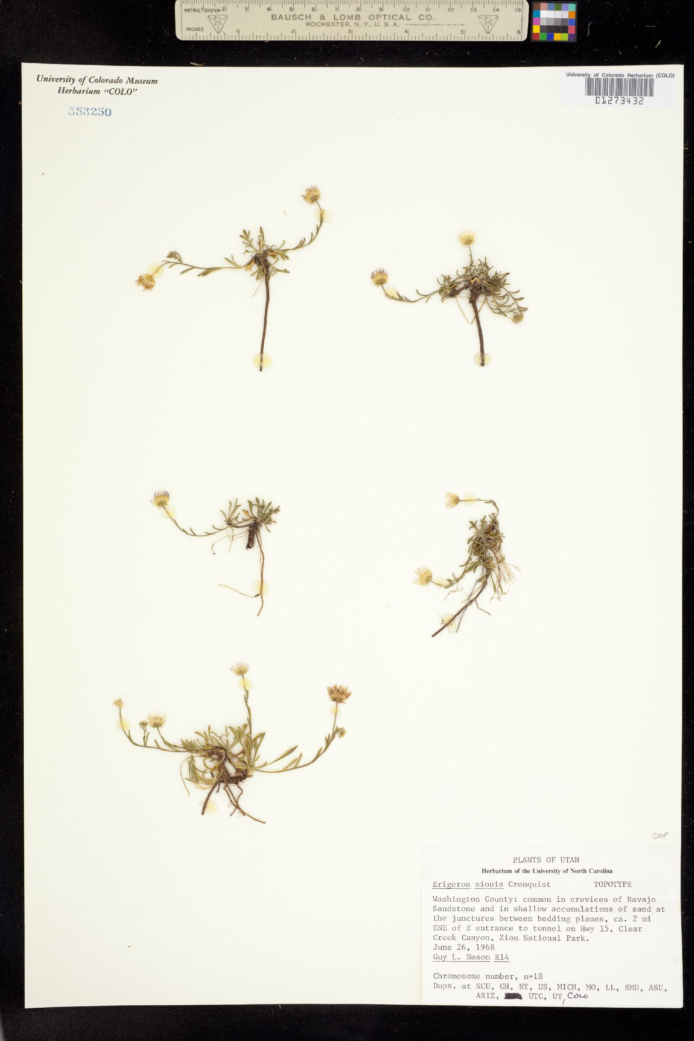 Erigeron sionis image