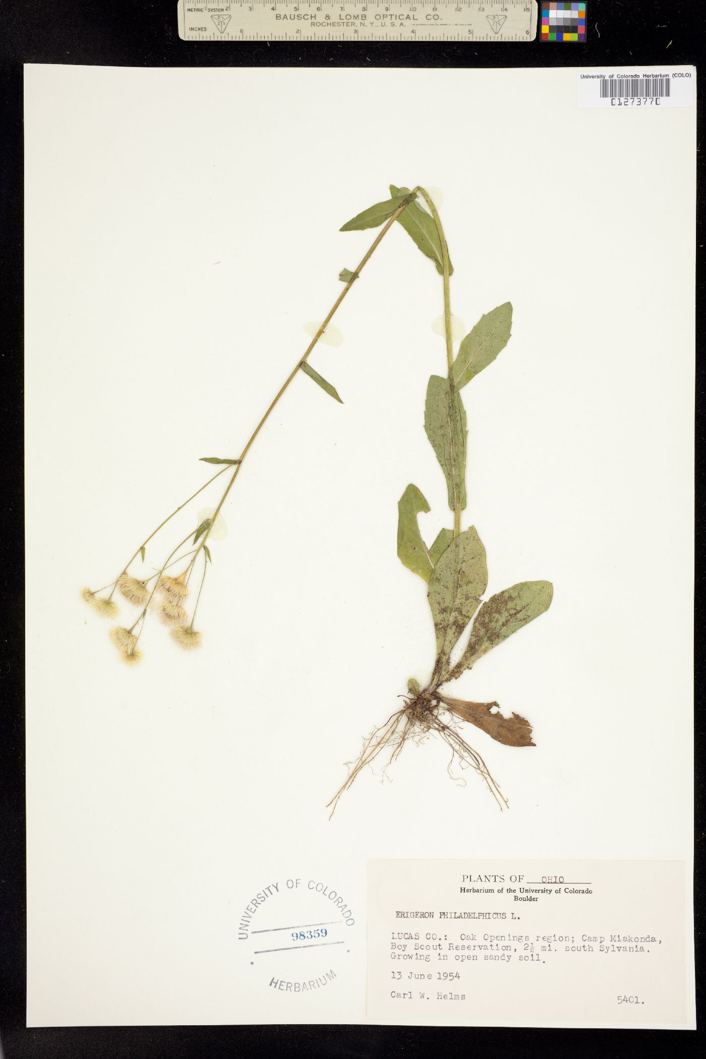 Erigeron philadelphicus image