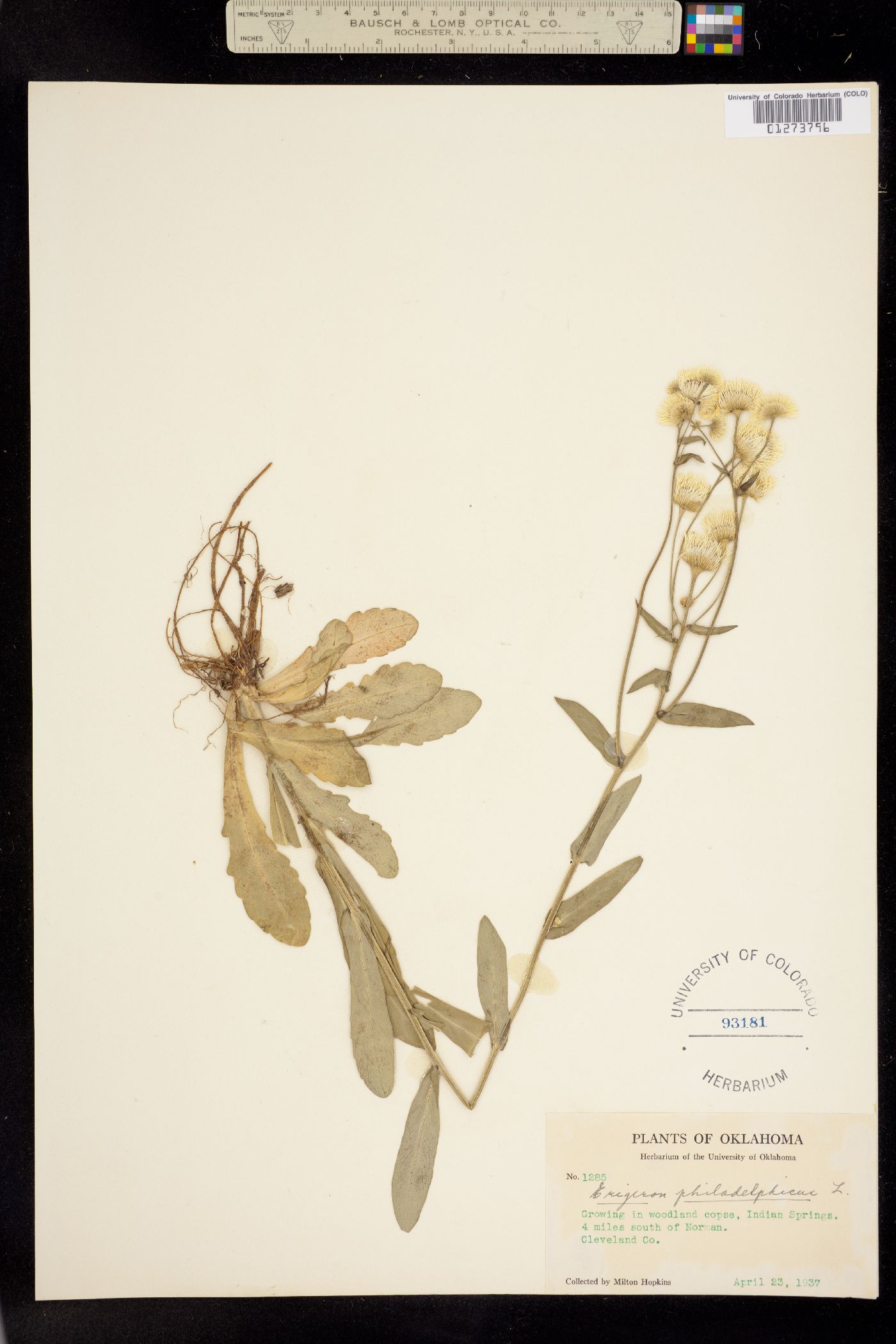Erigeron philadelphicus image