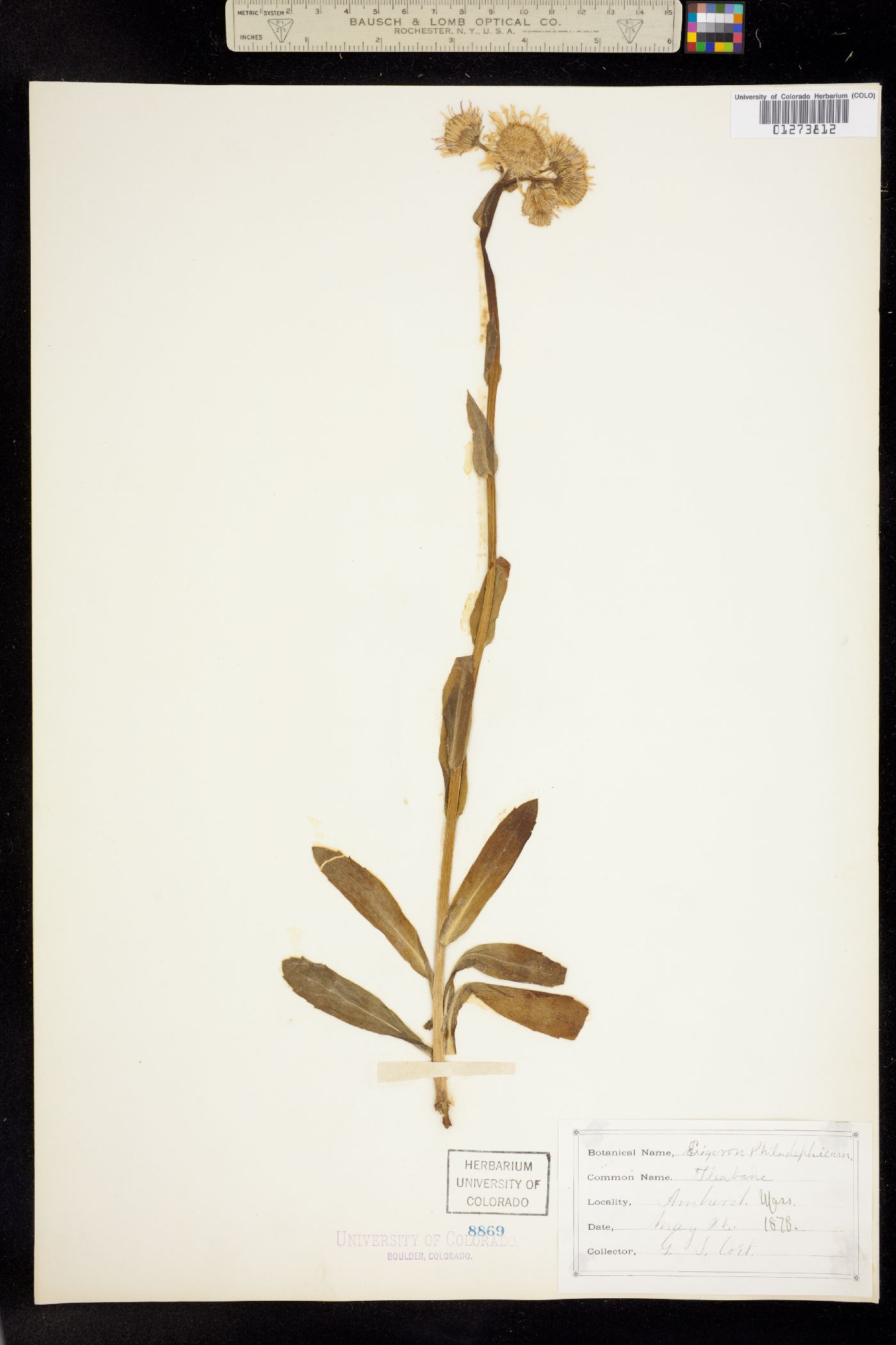 Erigeron philadelphicus image