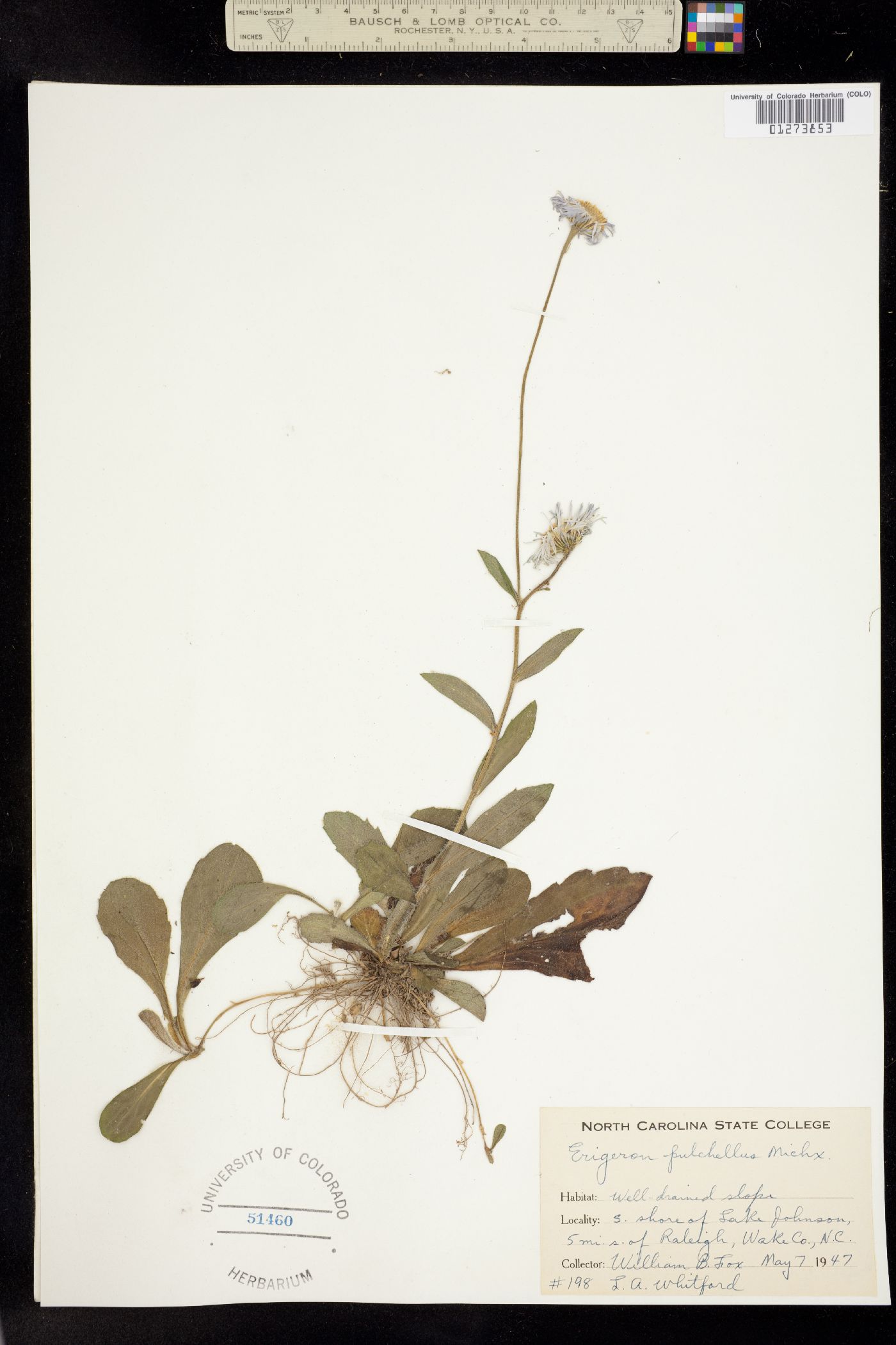 Erigeron pulchellus image