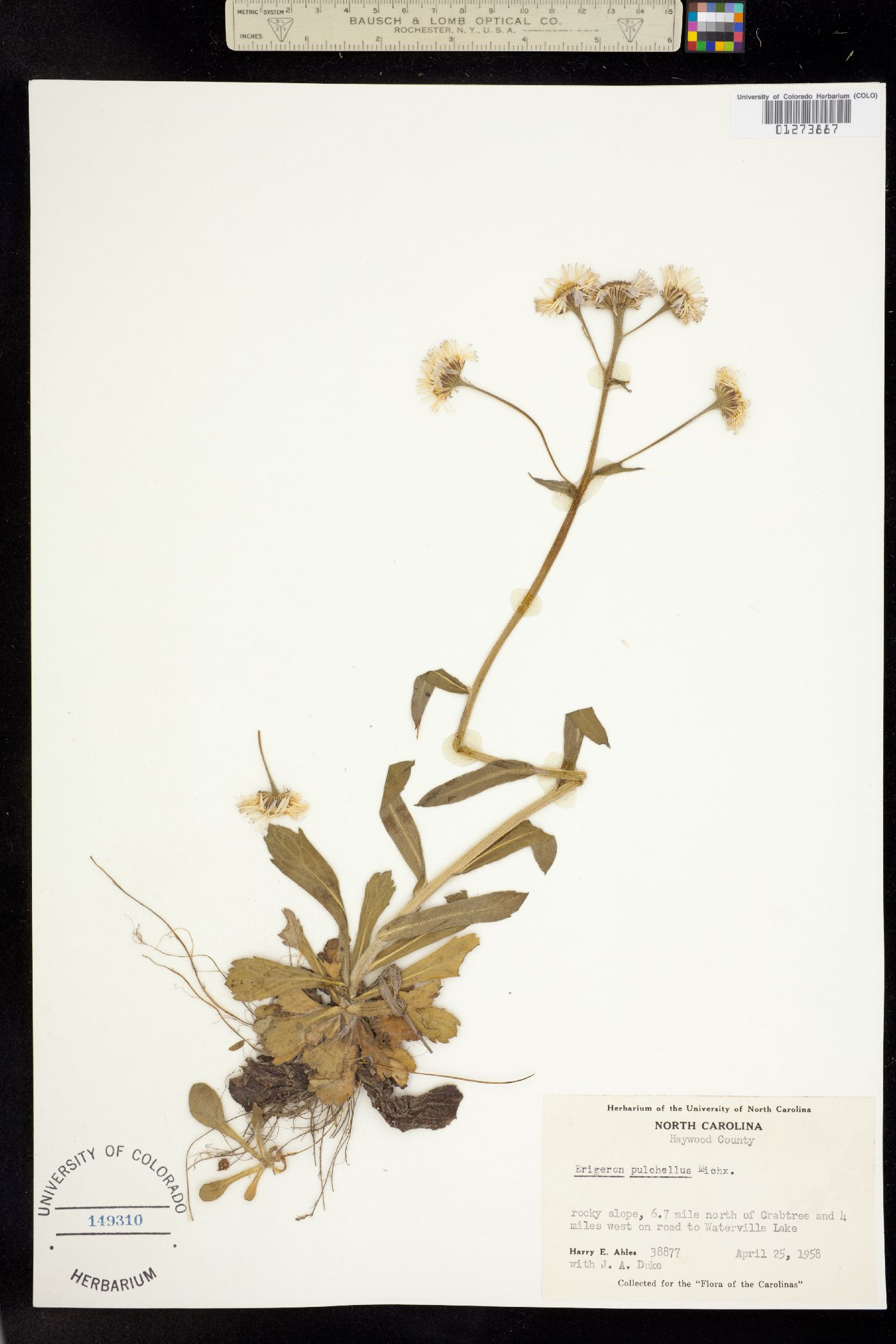 Erigeron pulchellus image