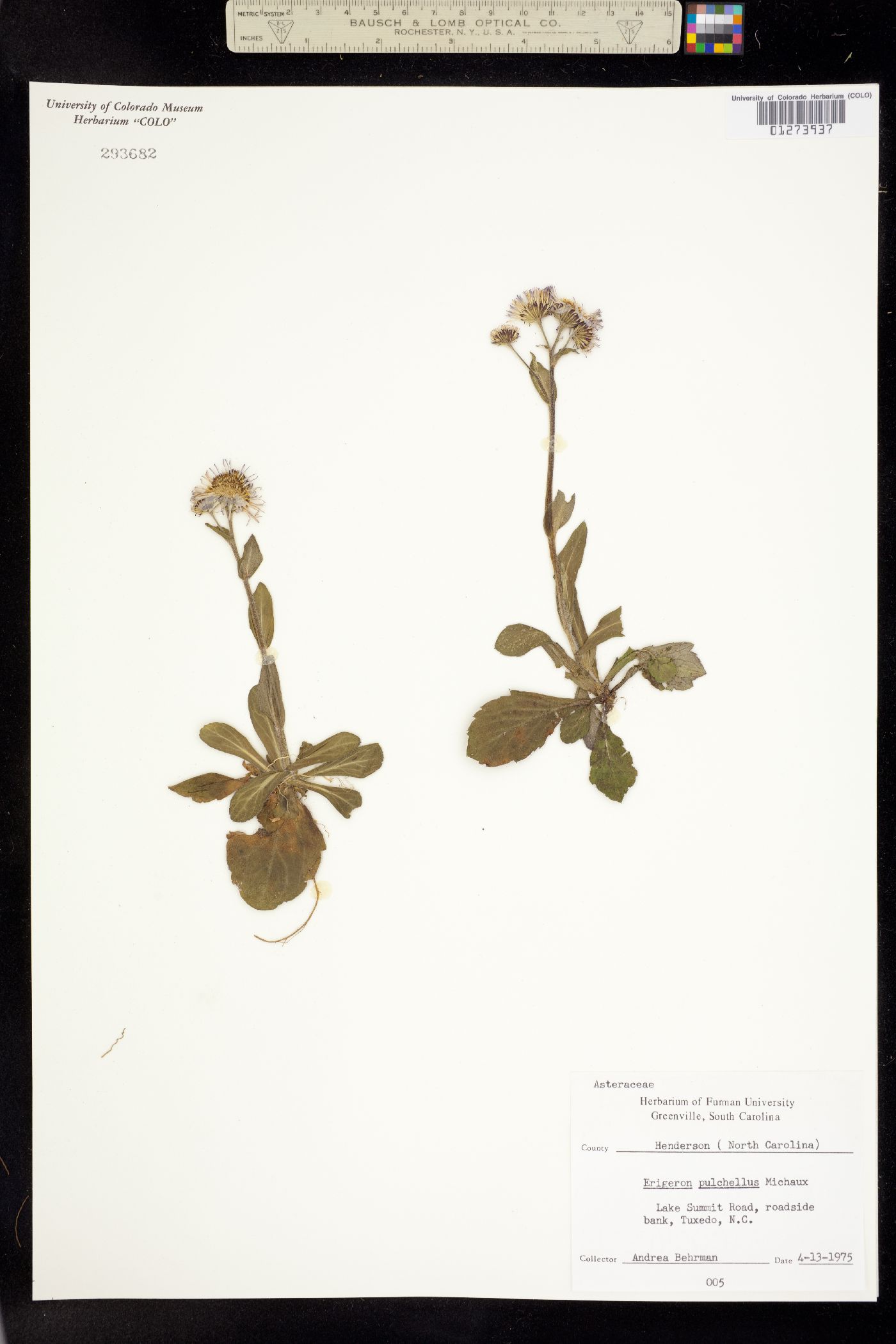 Erigeron pulchellus image