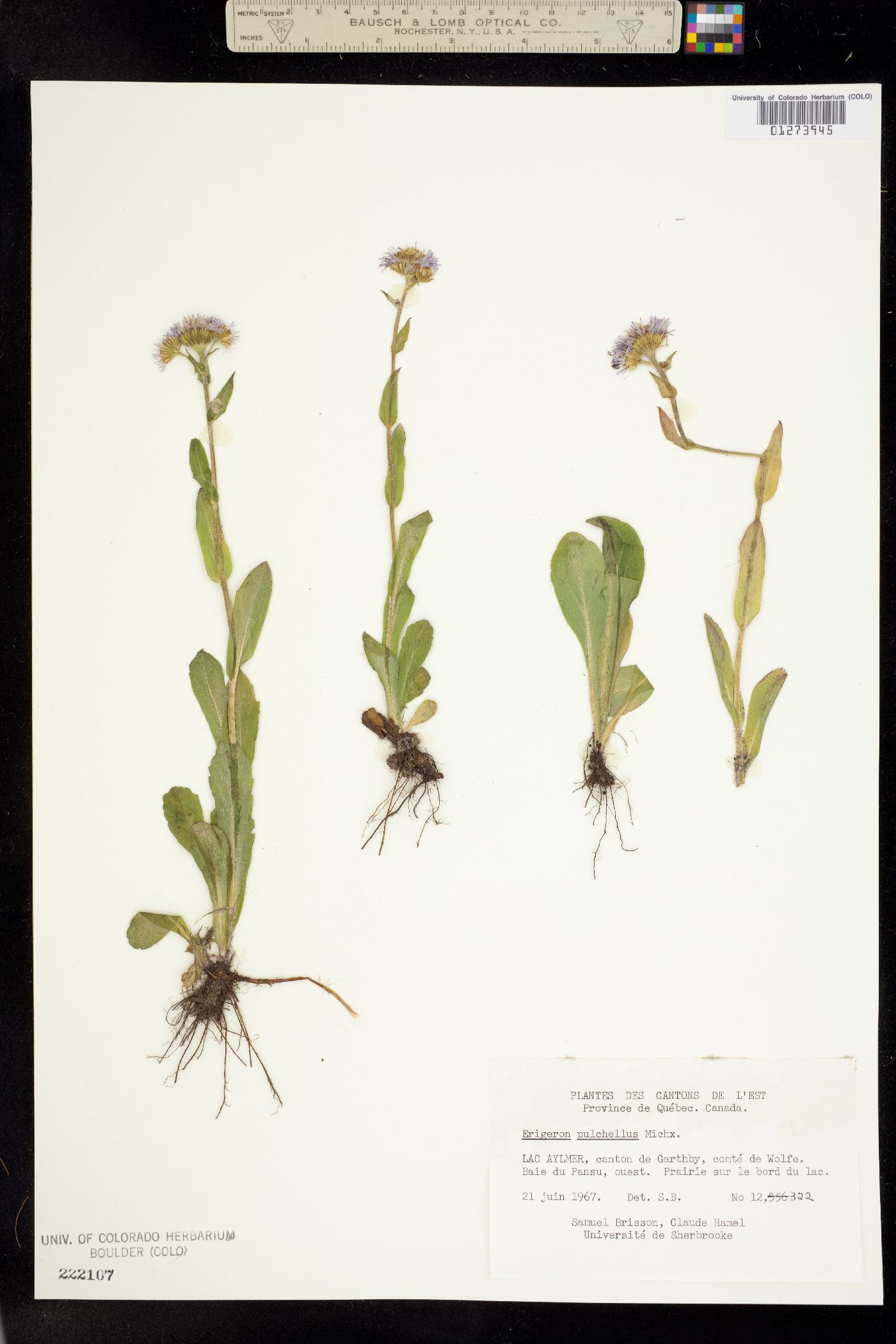 Erigeron pulchellus image