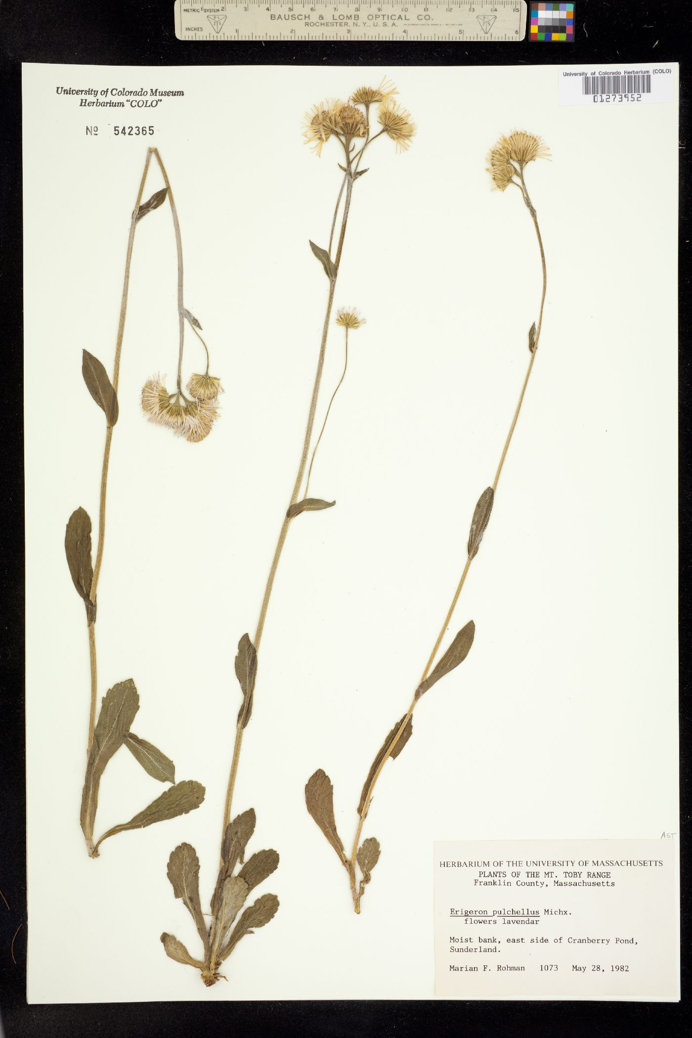 Erigeron pulchellus image