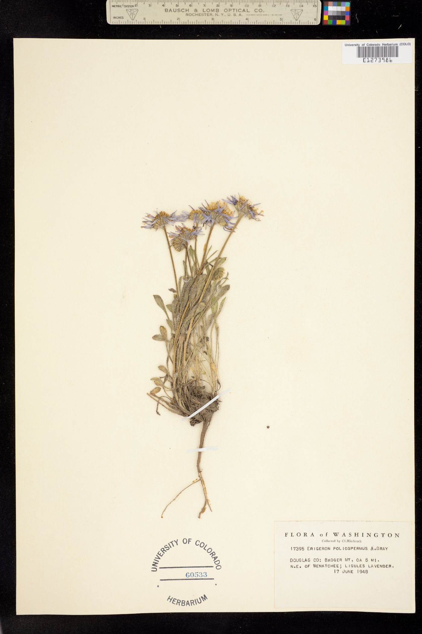 Erigeron poliospermus image