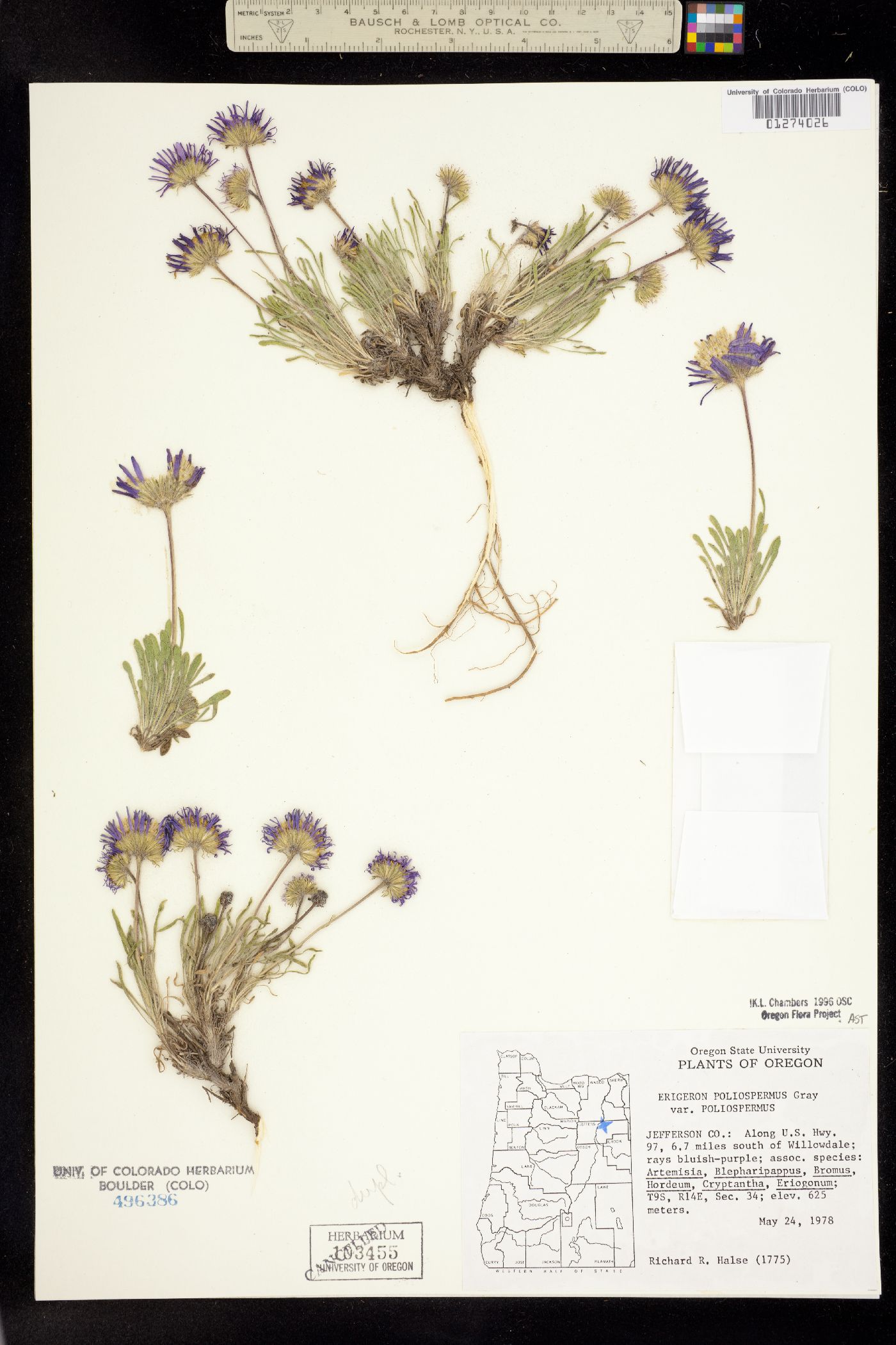 Erigeron poliospermus image