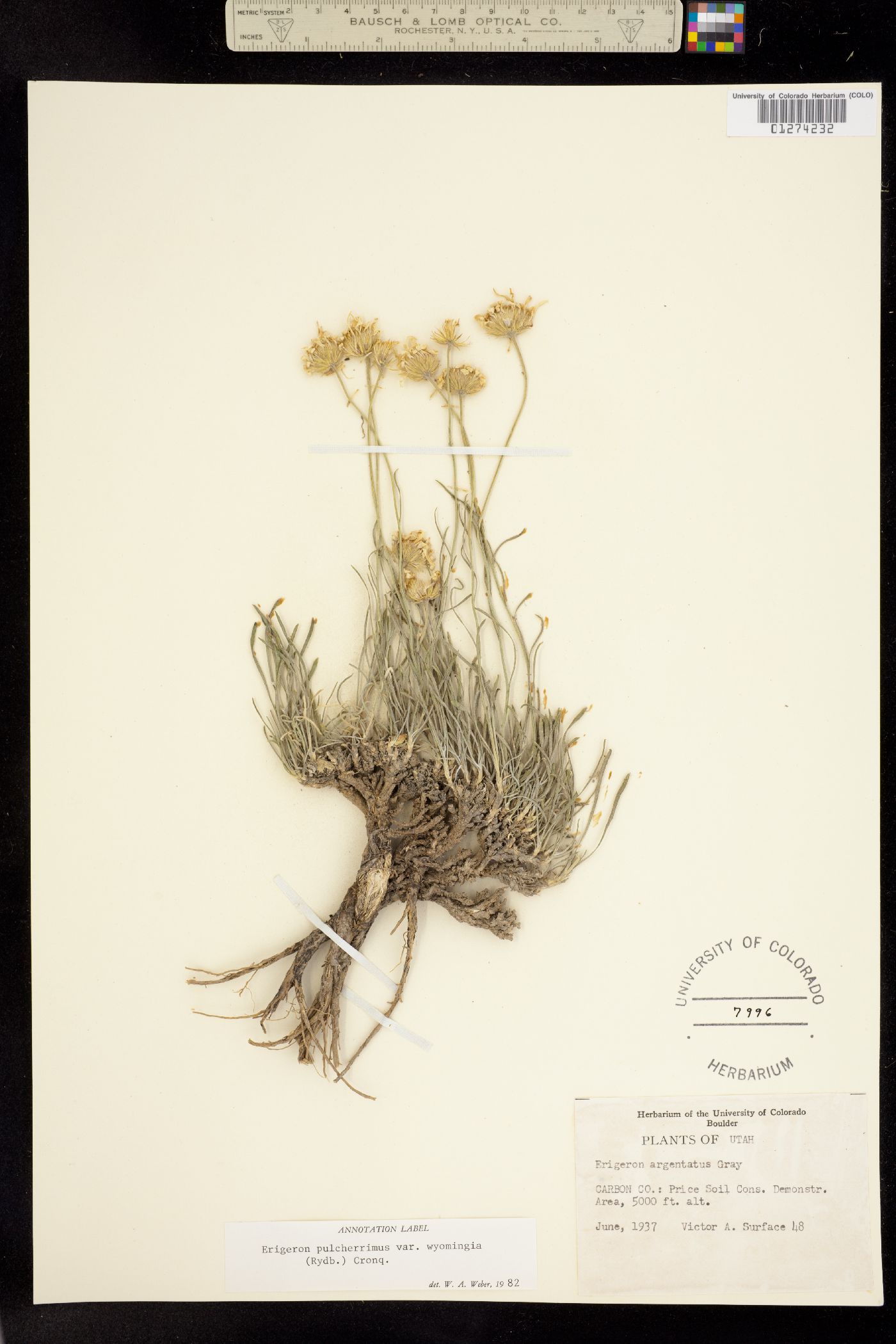 Erigeron pulcherrimus image