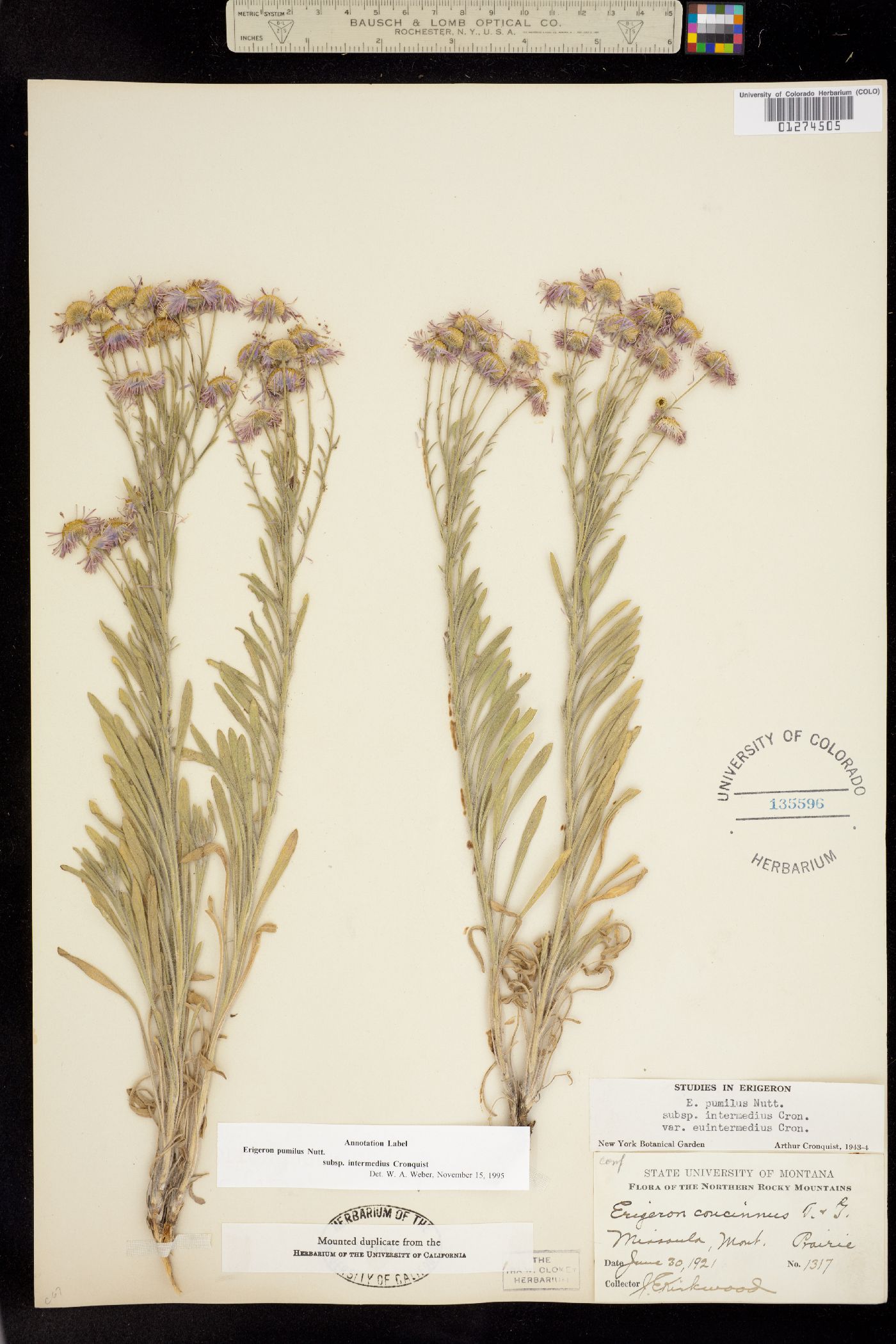 Erigeron pumilus subsp. intermedius image