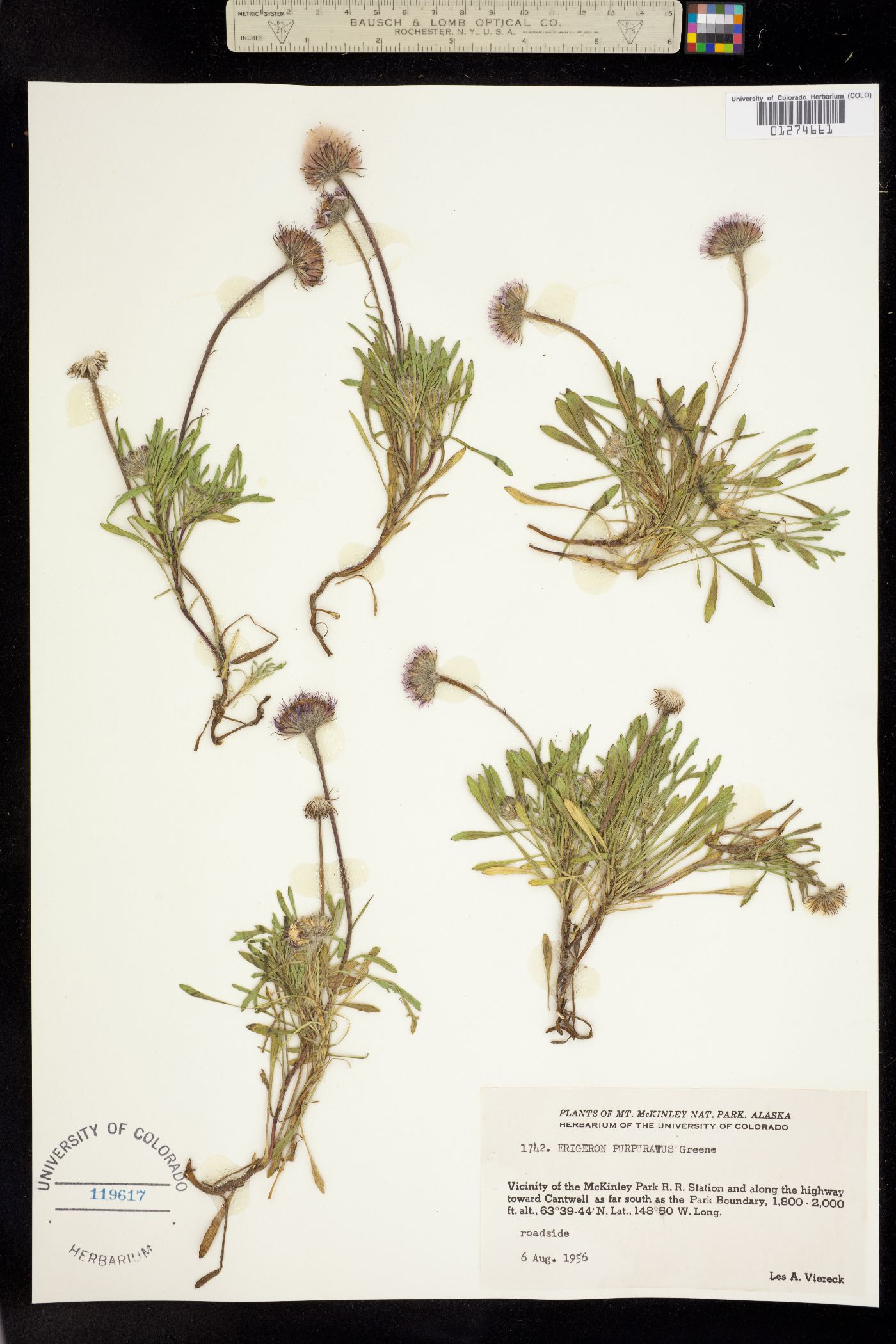 Erigeron purpuratus image