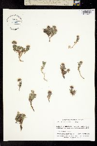 Erigeron purpuratus image