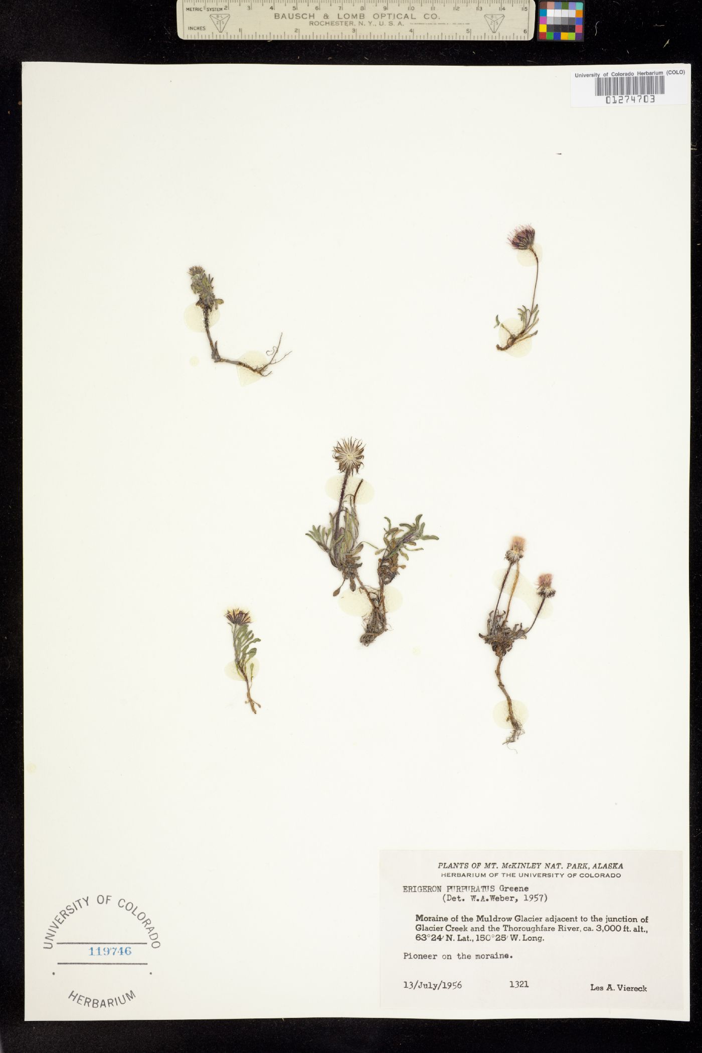 Erigeron purpuratus image