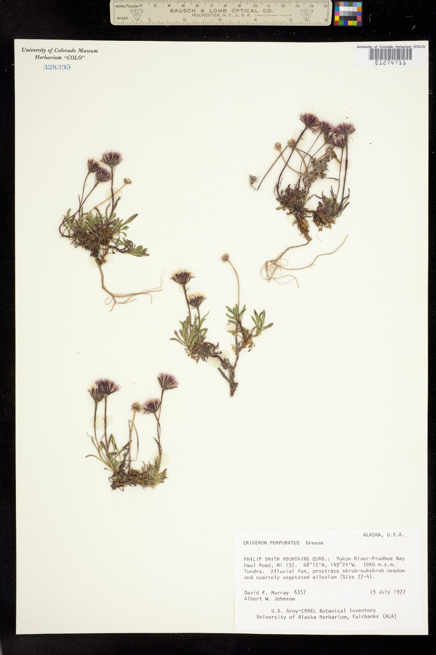 Erigeron purpuratus image