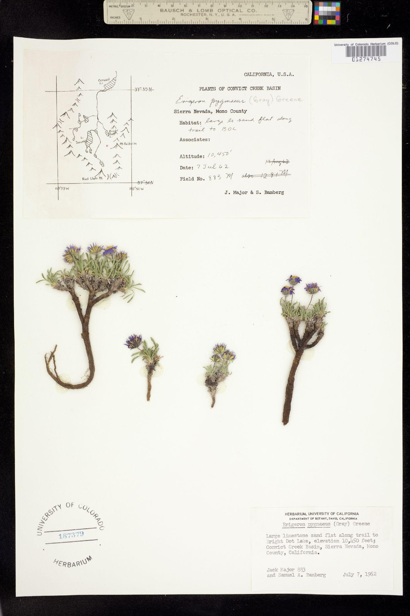 Erigeron pygmaeus image